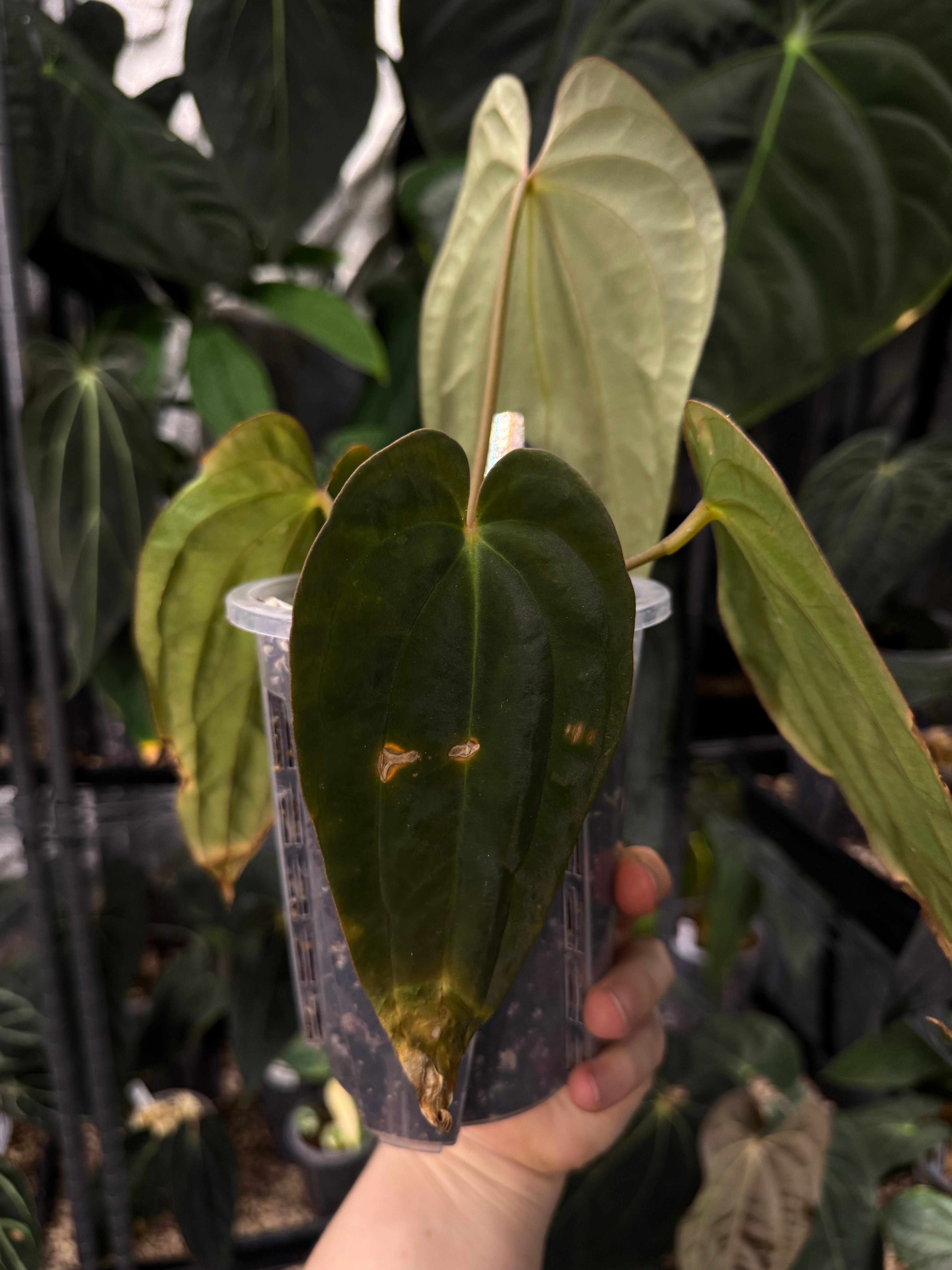 NFS: Anthurium BVEP (Wuhoo)