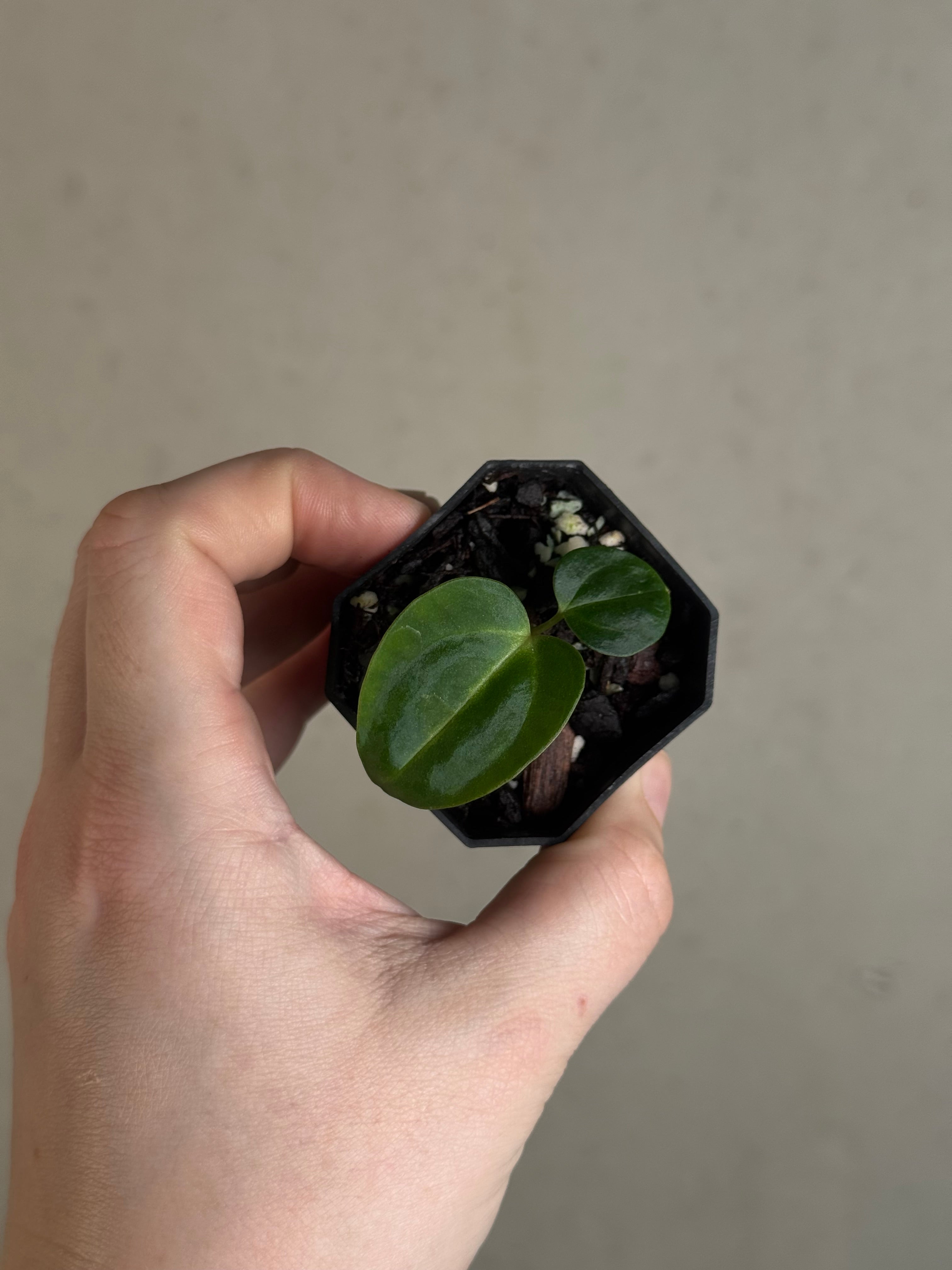 Anthurium Carlablackiae (RA5 x RA10) x ‘Carlita’