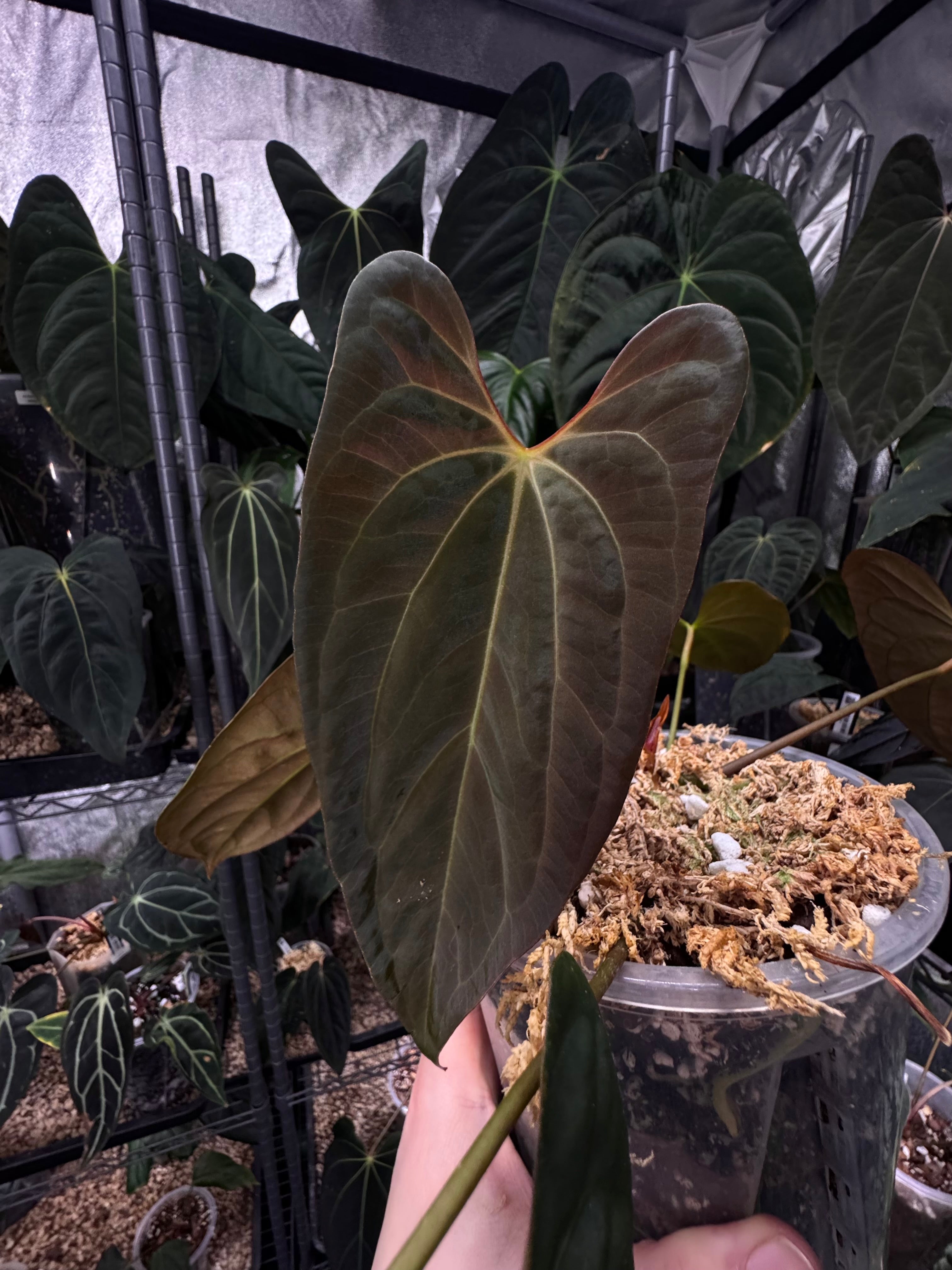 NFS: Anthurium Papillilaminum XOne x XOne