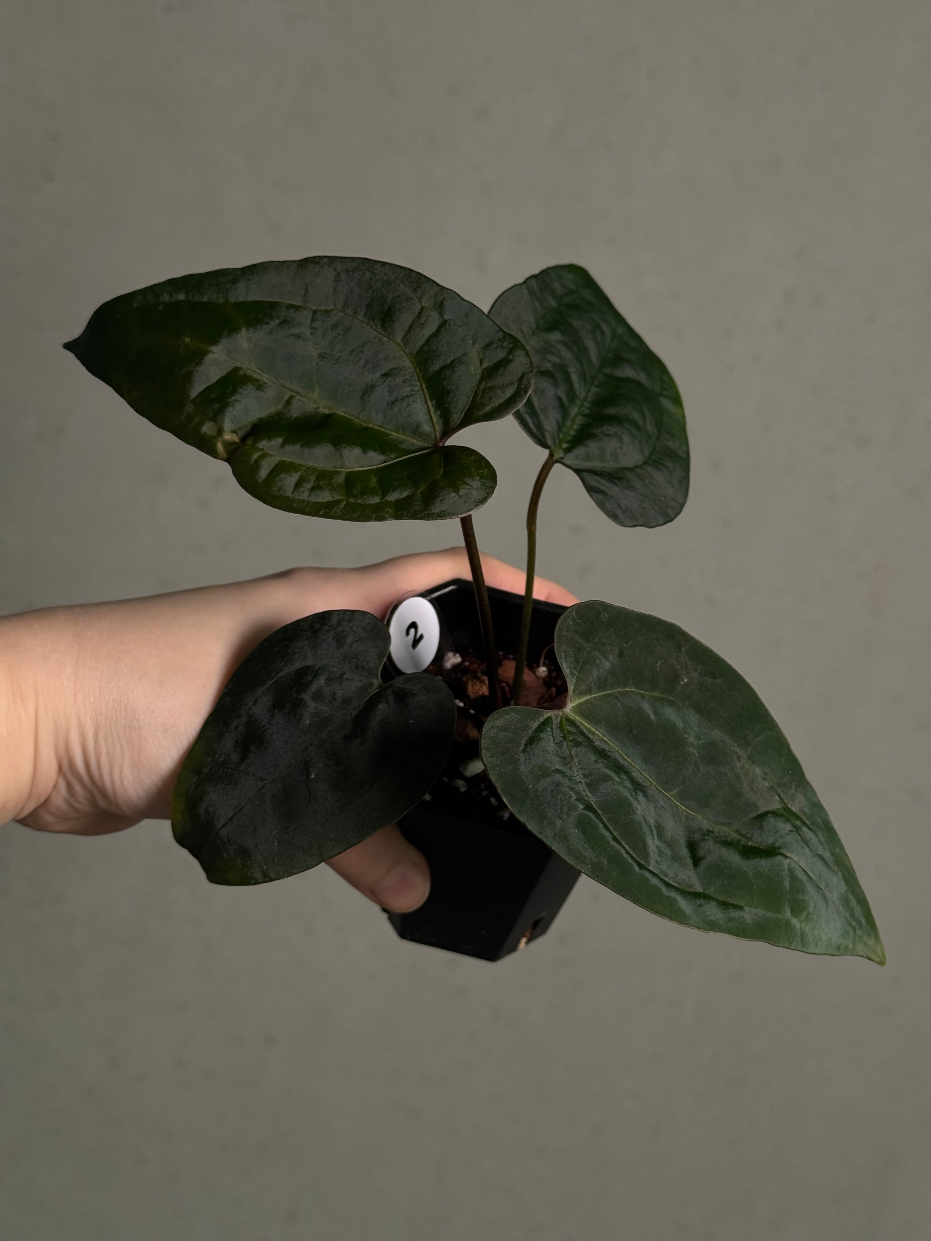 Anthurium Ace Of Spades Dark Form F1 (SKG) - SMUKHI