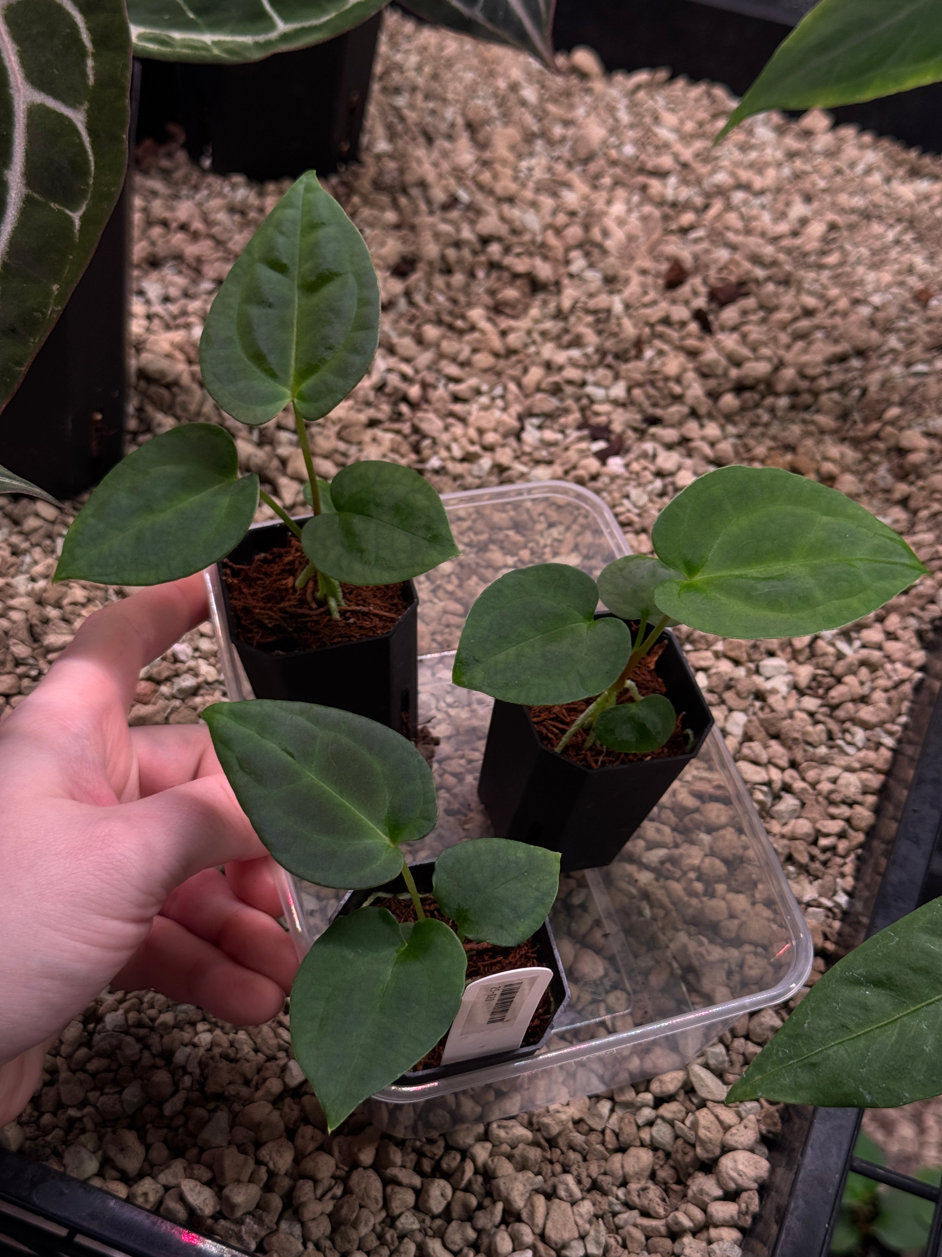 フィオナアカシック Anthurium Goliath x Dark Phoenix OR Forgetii Dark Form | SMUKHI