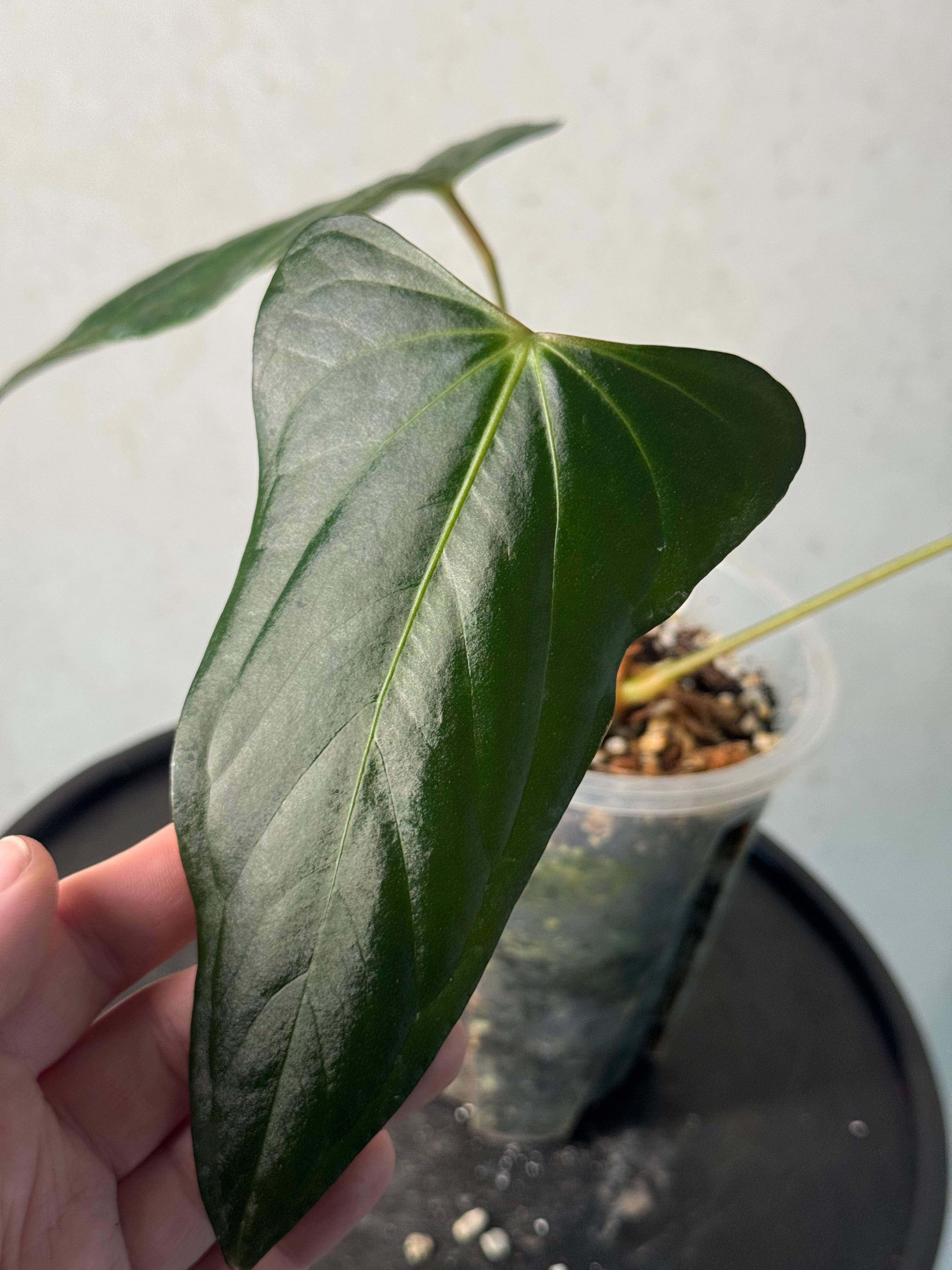 Anthurium [Lost Tag]