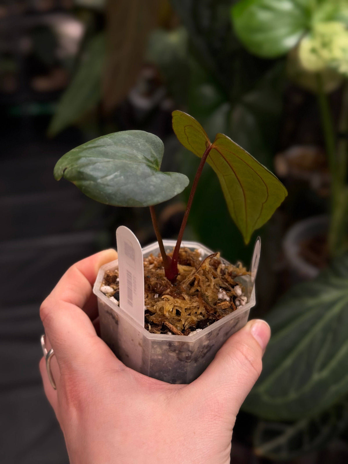Anthurium Fort Sherman x Red Vein Dark Phoenix plant with glossy dark green leaves and striking red-veined foliage, by SMUKHI.