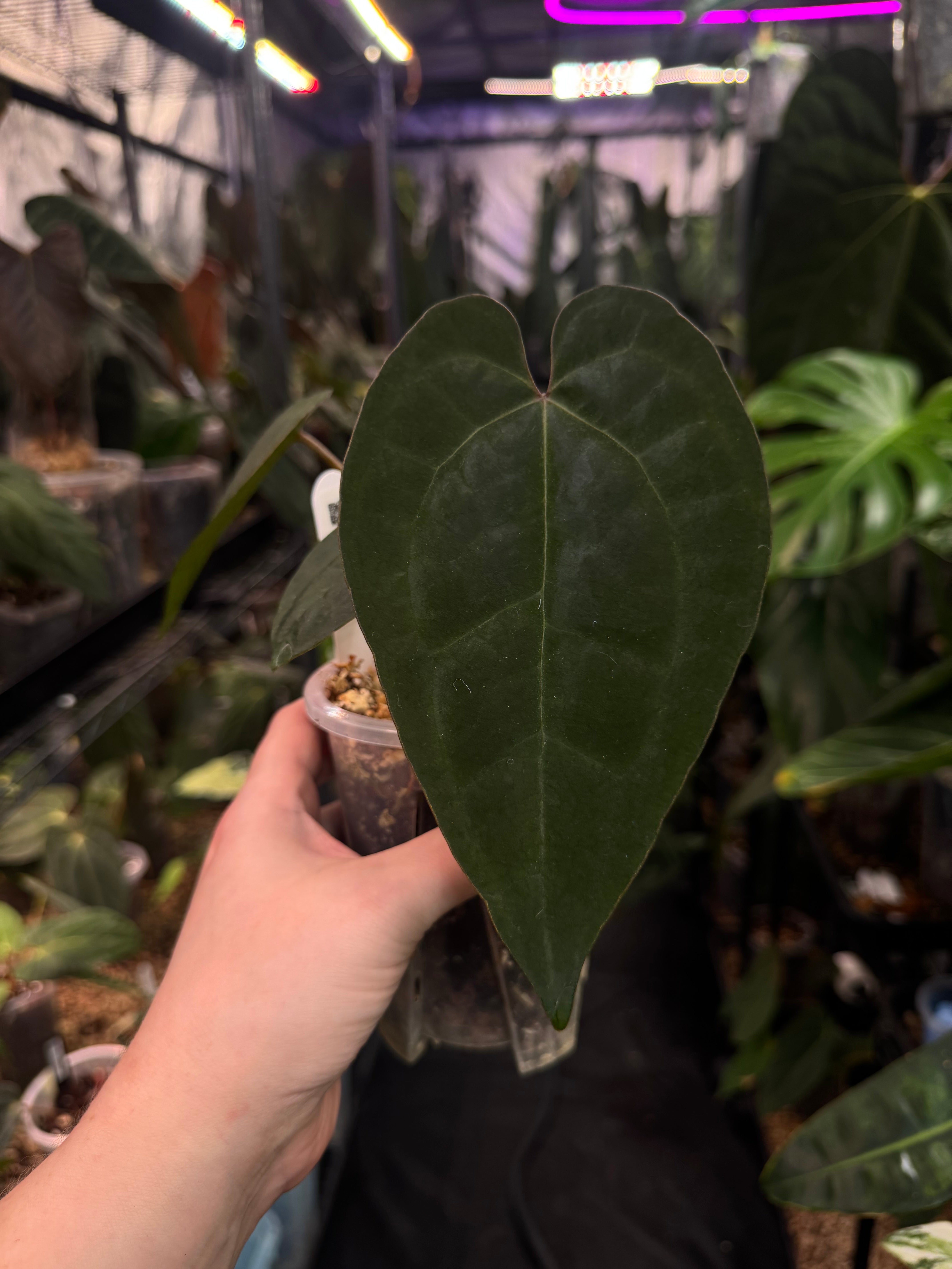 Anthurium Ace Of Spades Dark Form F1 (SKG)