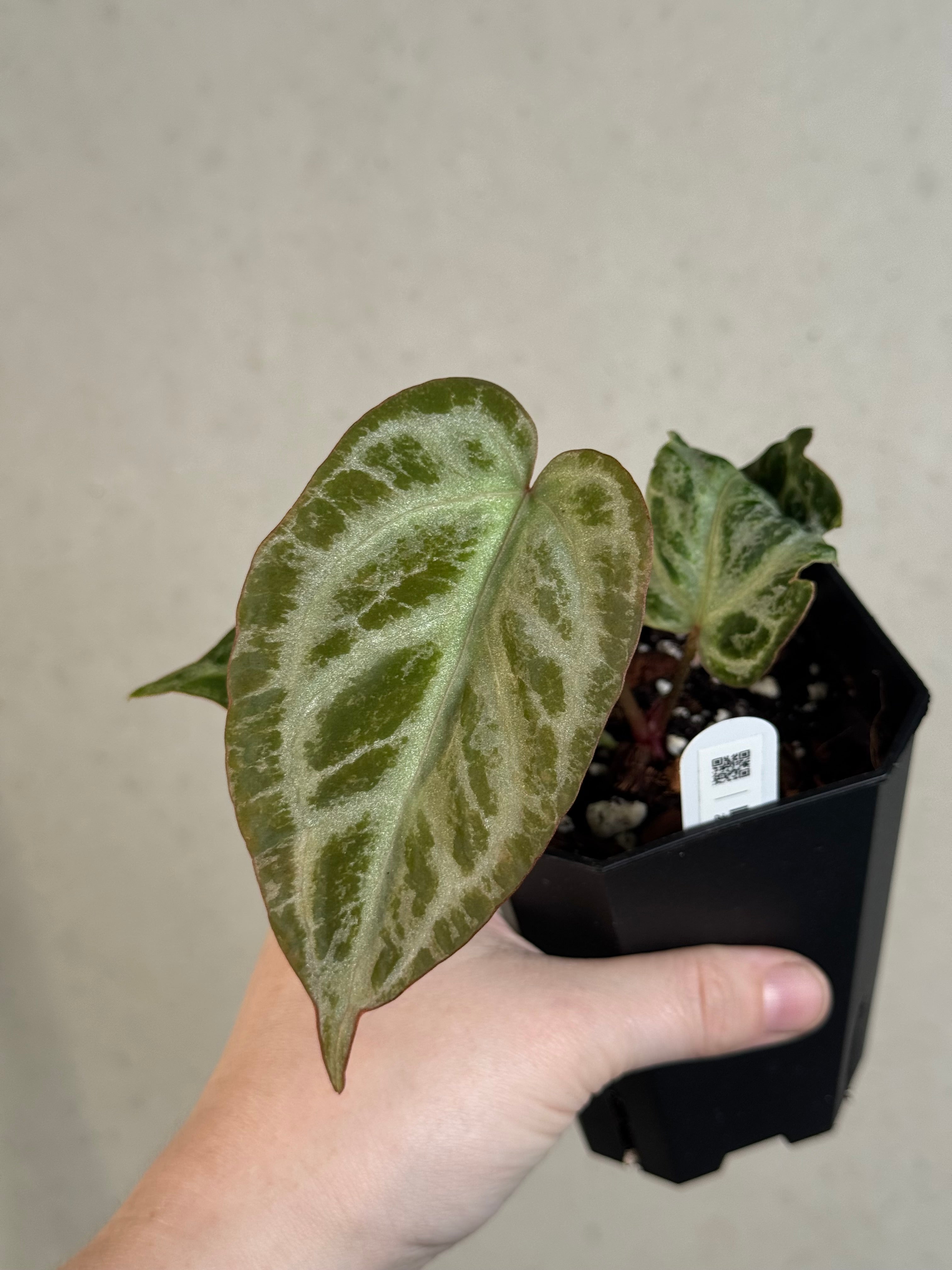 Anthurium ‘Silver Blush’ Mint / Blister Variegata