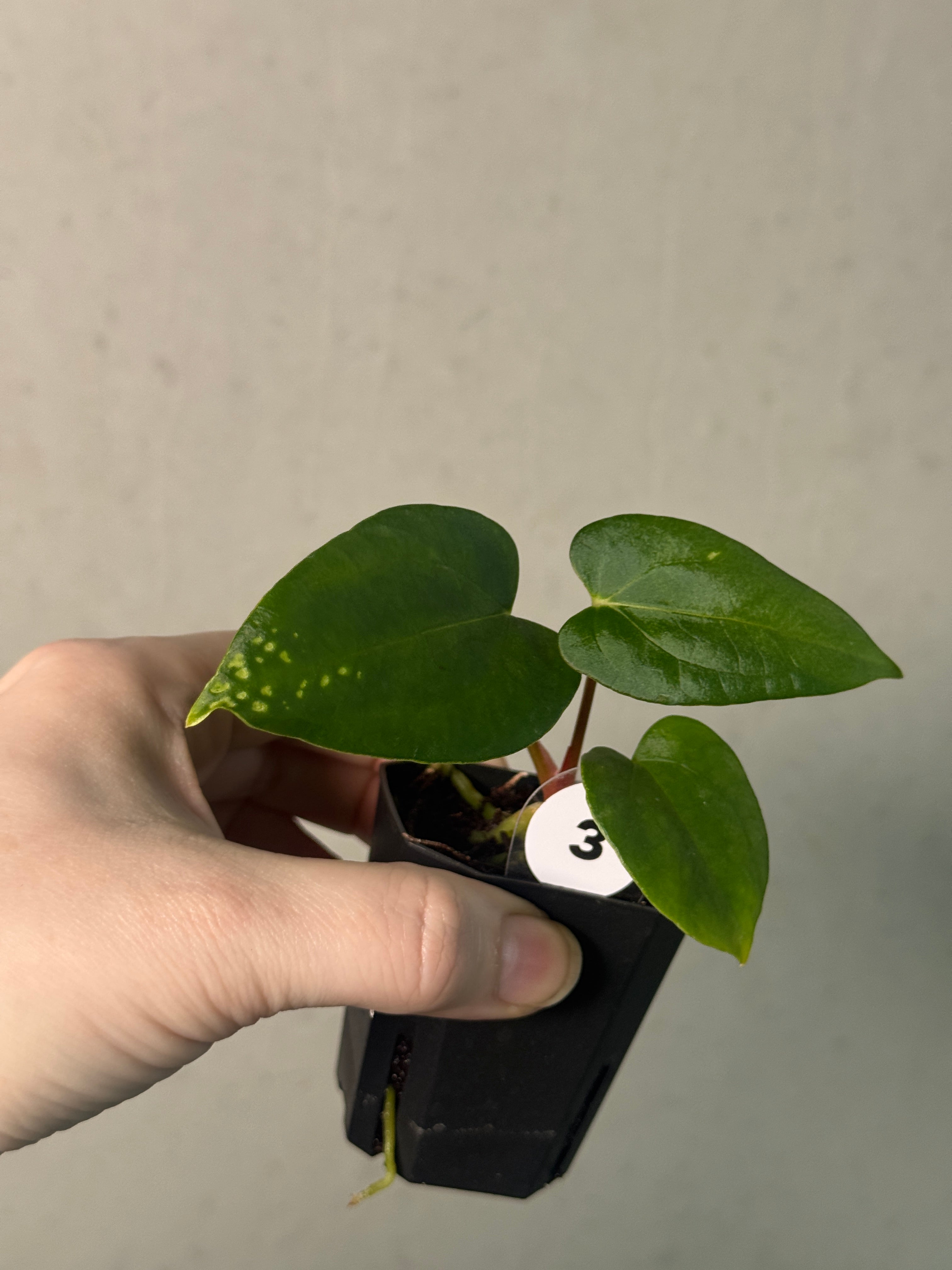 Anthurium Papillilaminum 'Daniel' x (Carlablackiae RD3 x FSxRL ‘Grim Reaper’) - SMUKHI