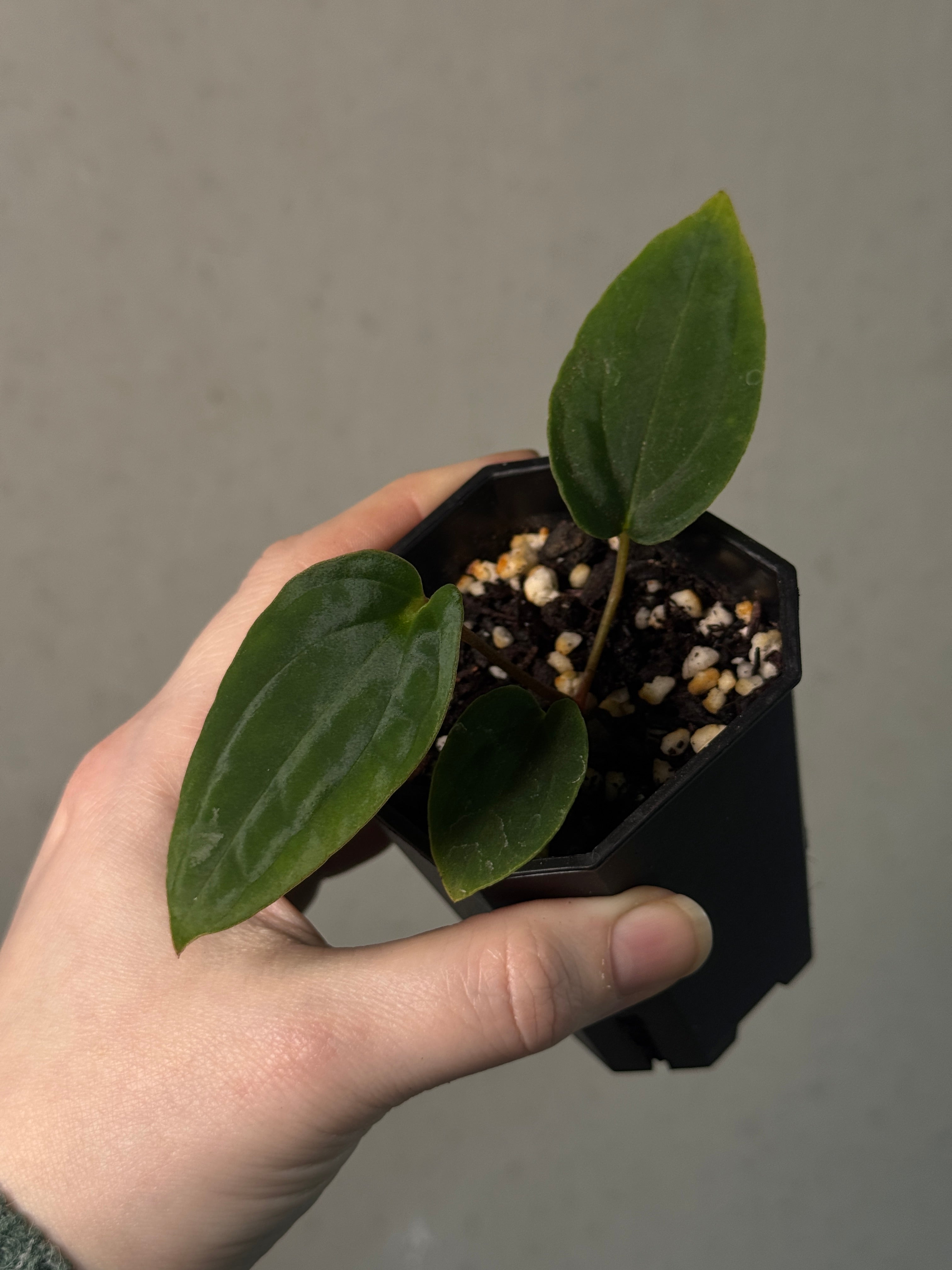 Anthurium BVEP ('Oliver' x self) x (‘Round' x 'Felix') - SMUKHI