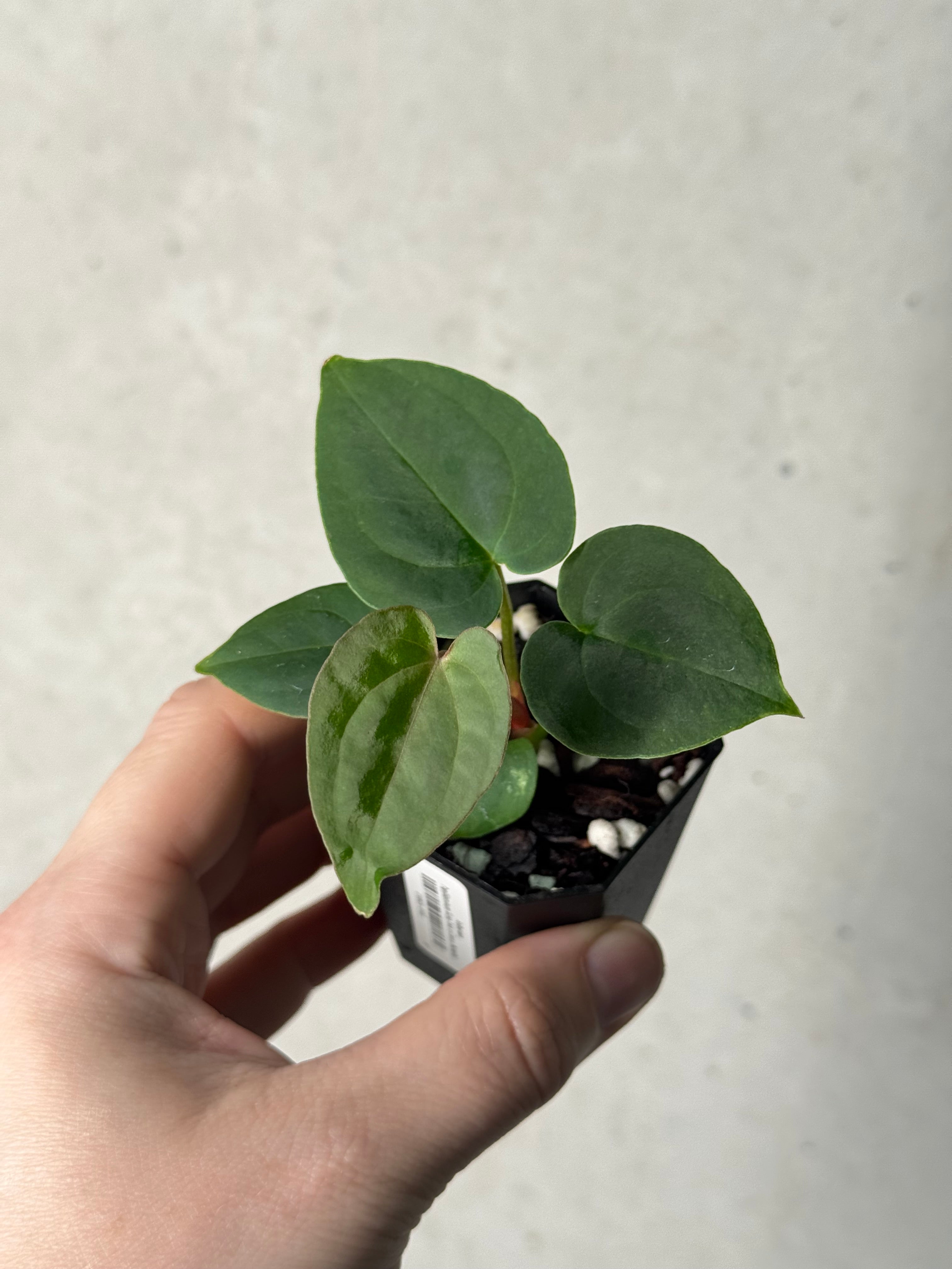 Anthurium Papillilaminum 'Guna Yala' x (Zara x Michelle)