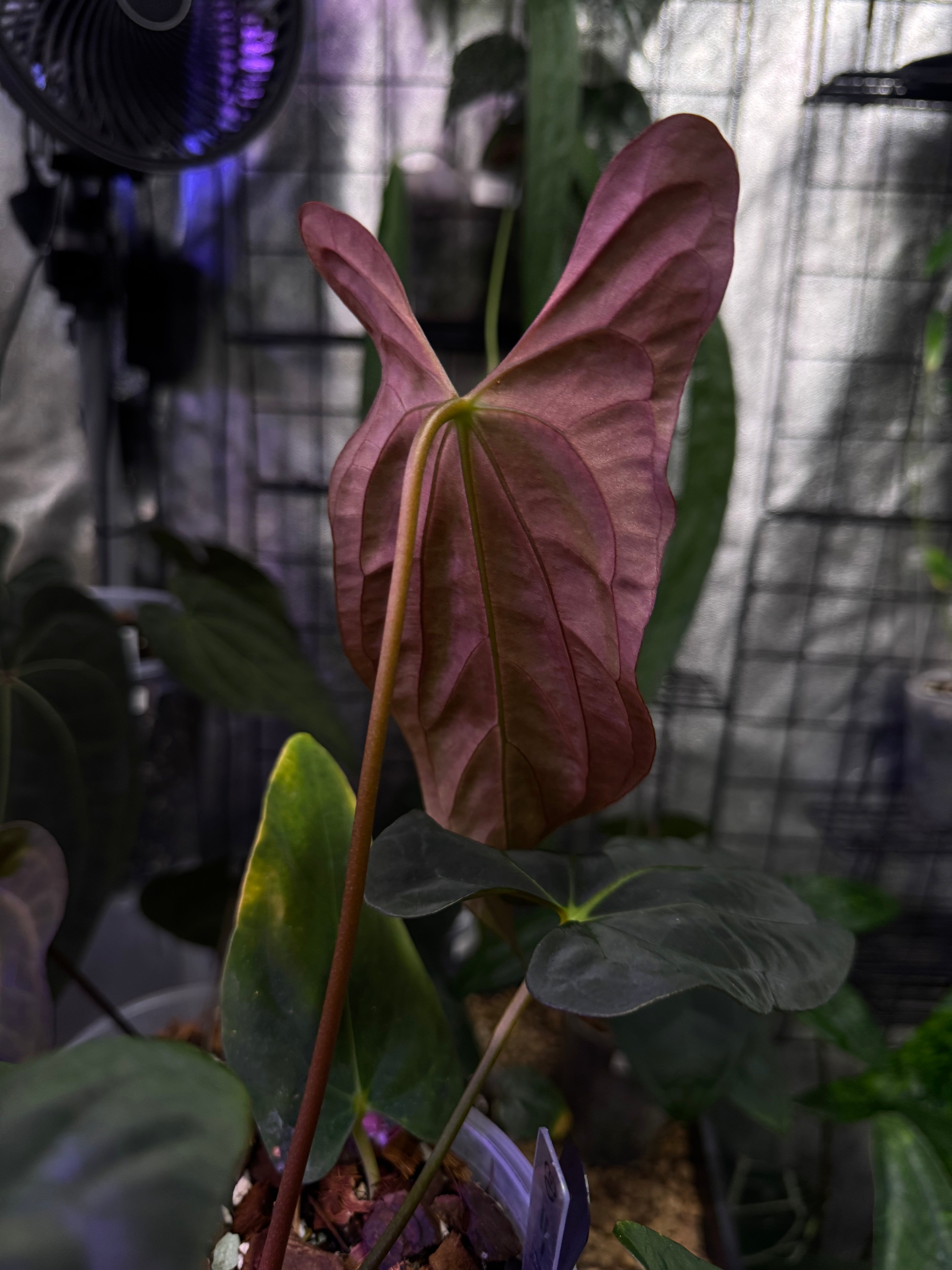 NFS: Anthurium Papillilaminum (Ree Gardens) #1