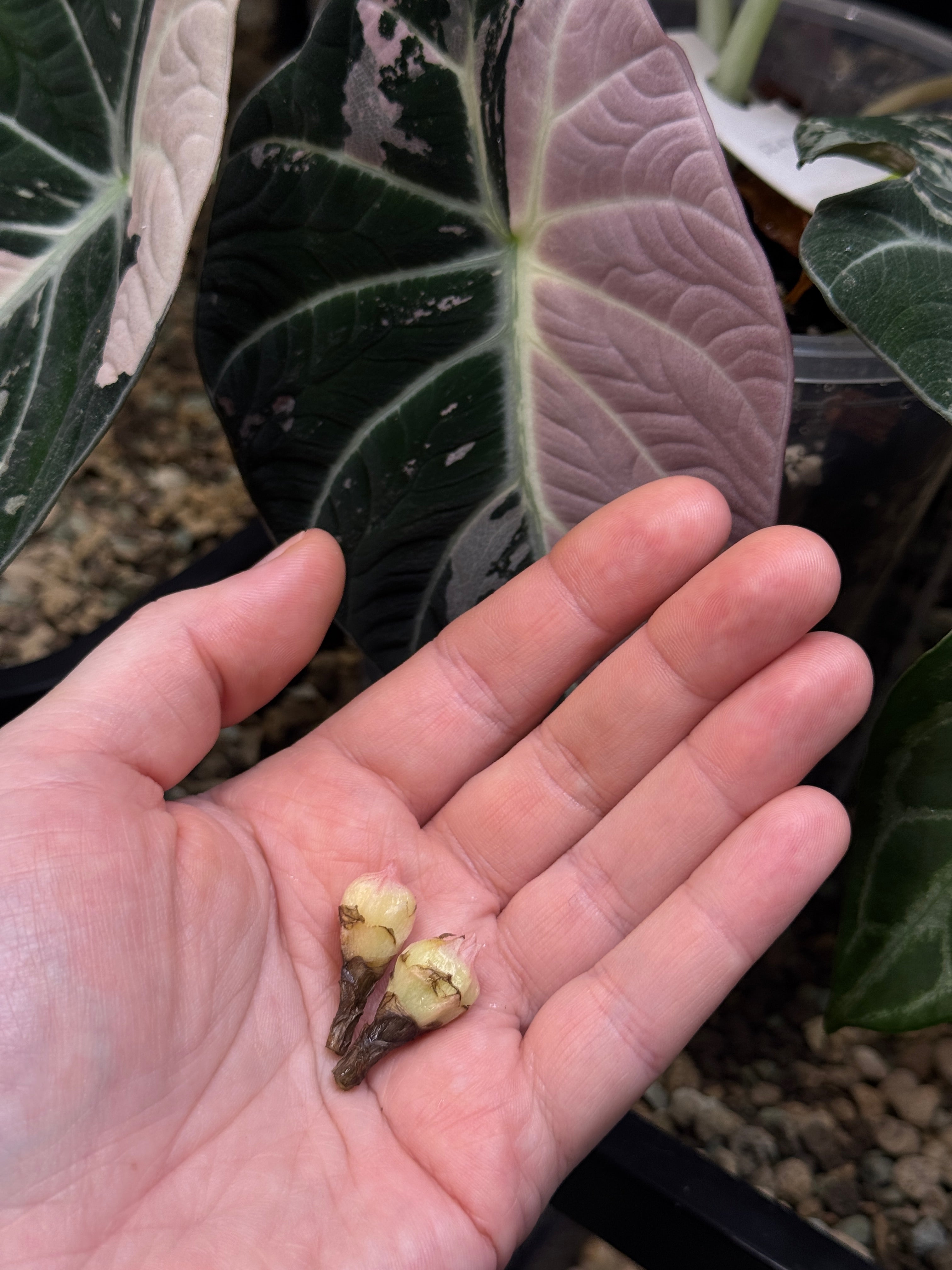 Alocasia Black Velvet Pink Variegata - Corm(s)