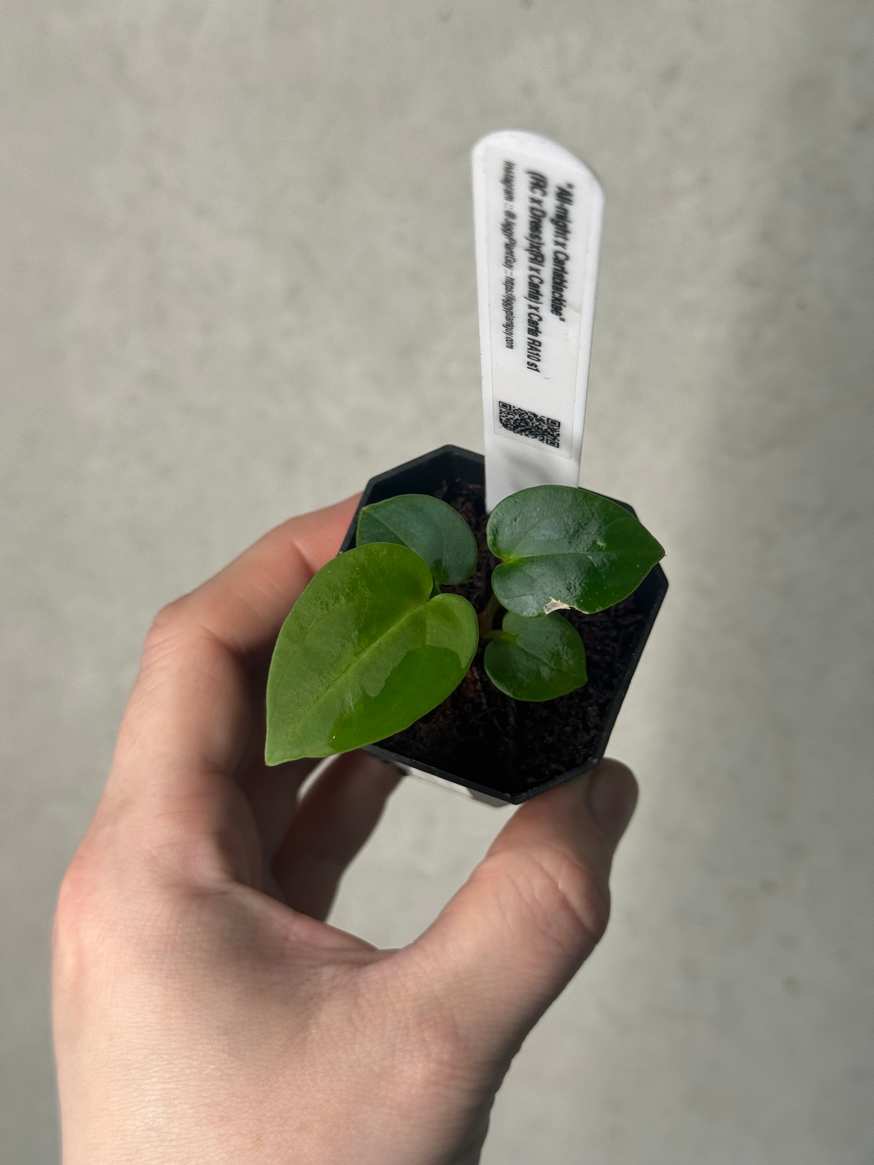 Anthurium 'All-might' x (Carlablackiae RA10 x self)