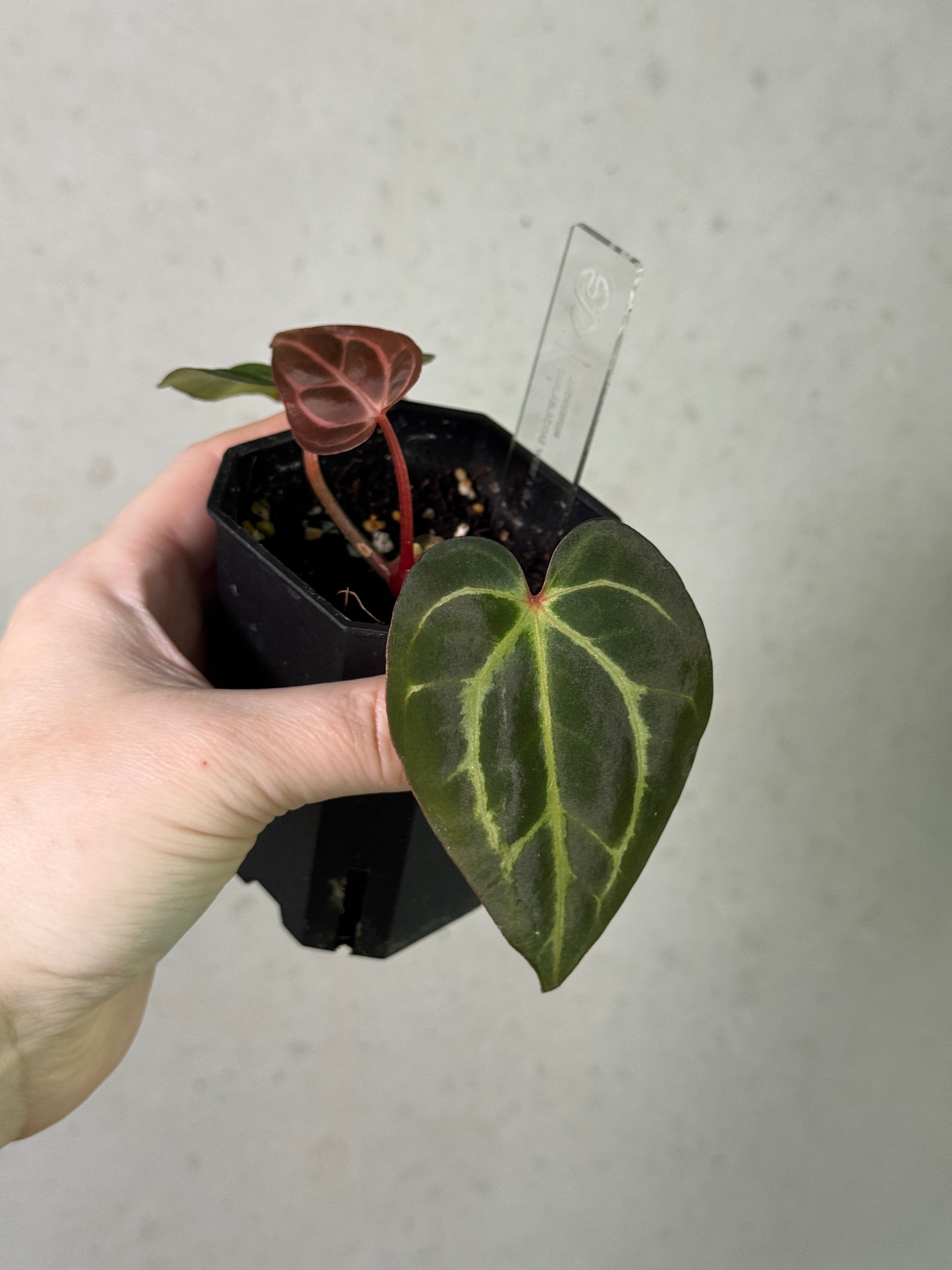 Anthurium Carlablackiae 'Webb' x RA4 - Clone