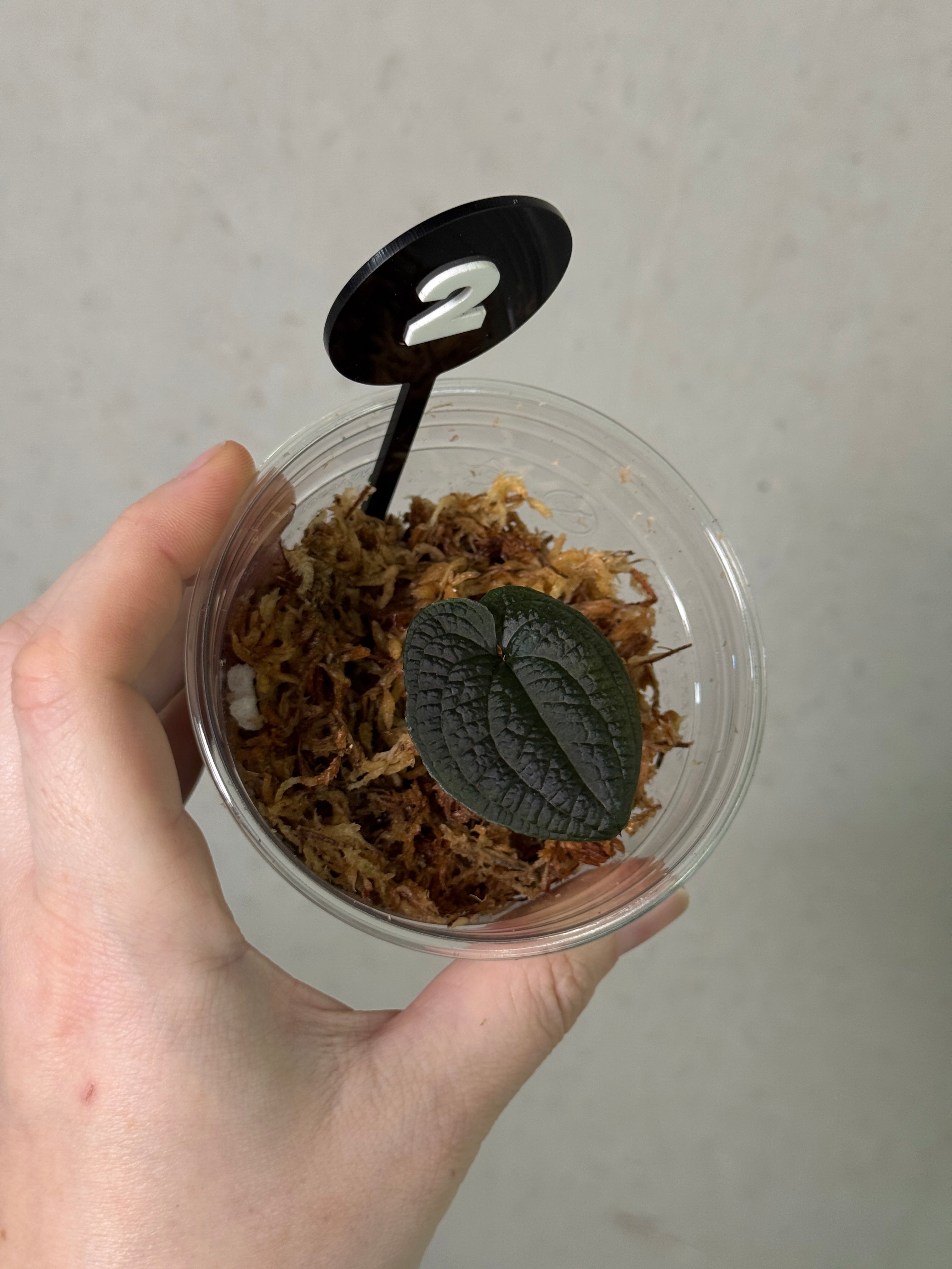 Anthurium Clidemioides plant clone with lush green leaves, showcased in a natural indoor setting.