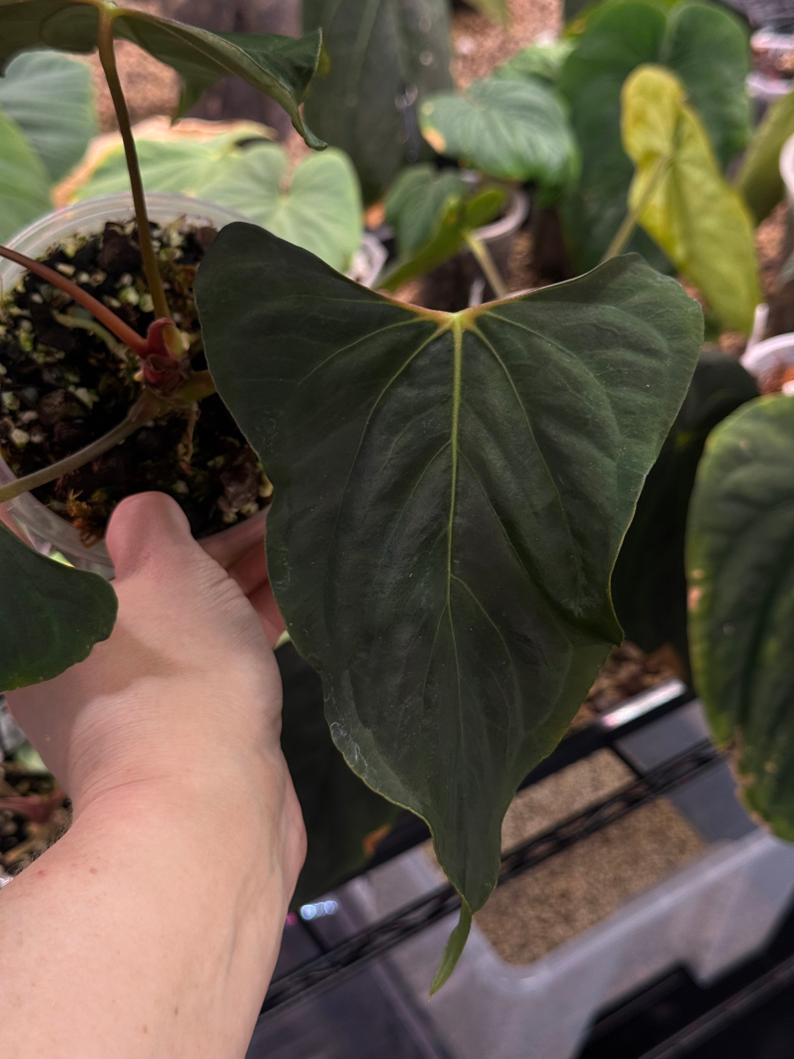 Anthurium Ralph Lynam x self (Wide sinus) - Clone - Pre-order