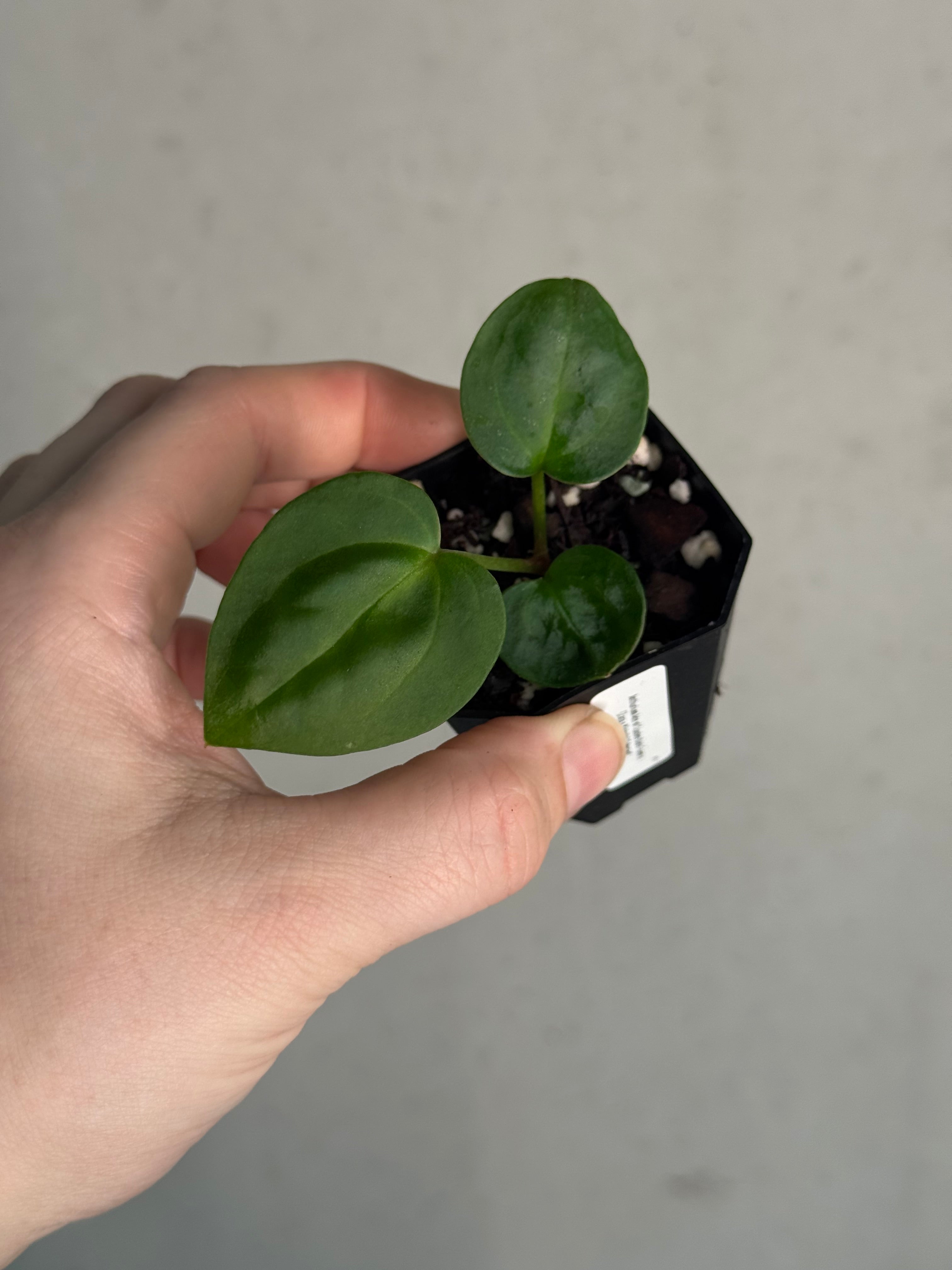 Anthurium Ace of Spades Dark Form x (Zara x Michelle) 'Selected' - Pre-order