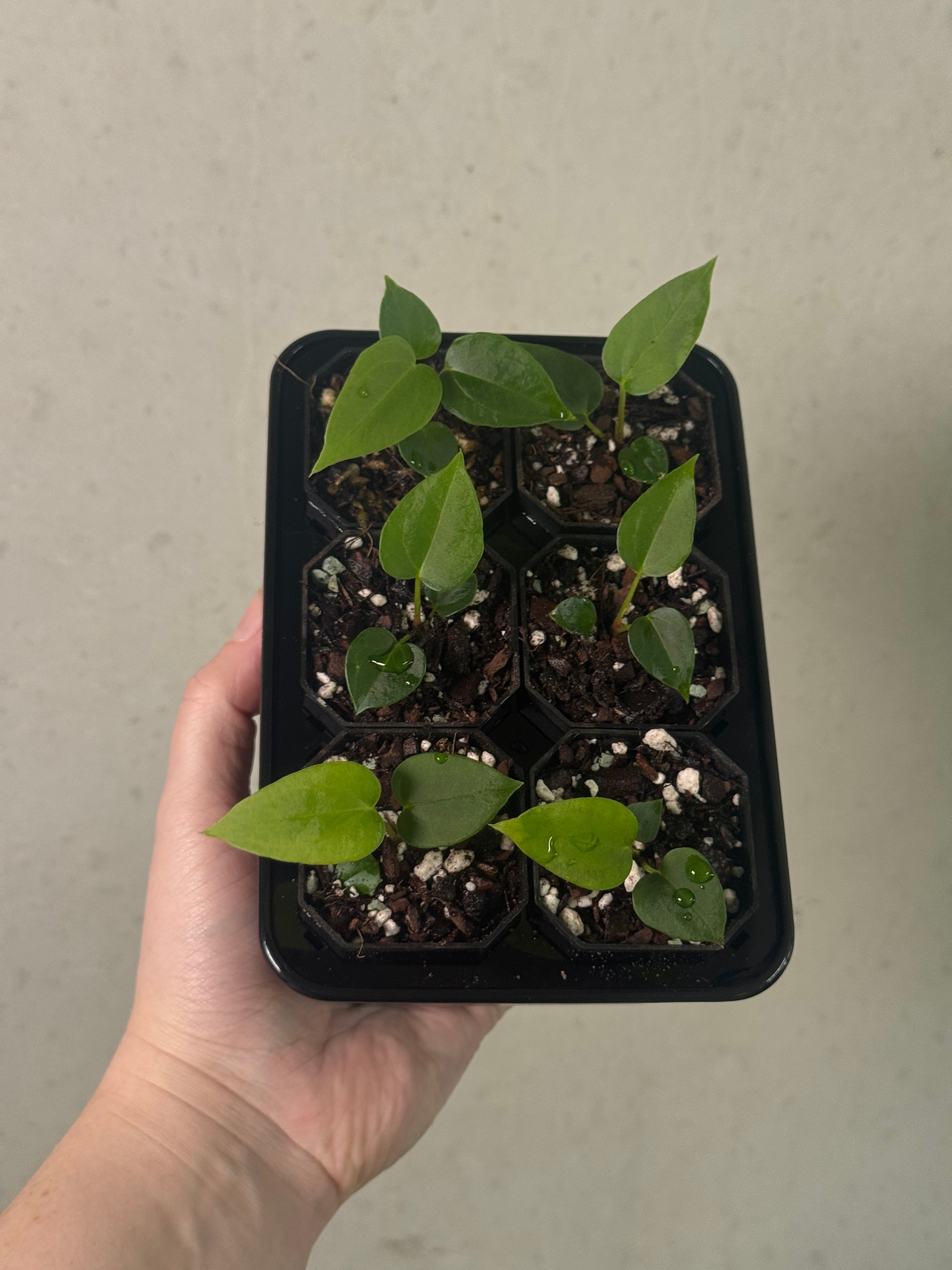 Anthurium plant (XOne x Indo Portillae) x Ralph Lynam S1 by SMUKHI with glossy green leaves and vibrant red flowers.