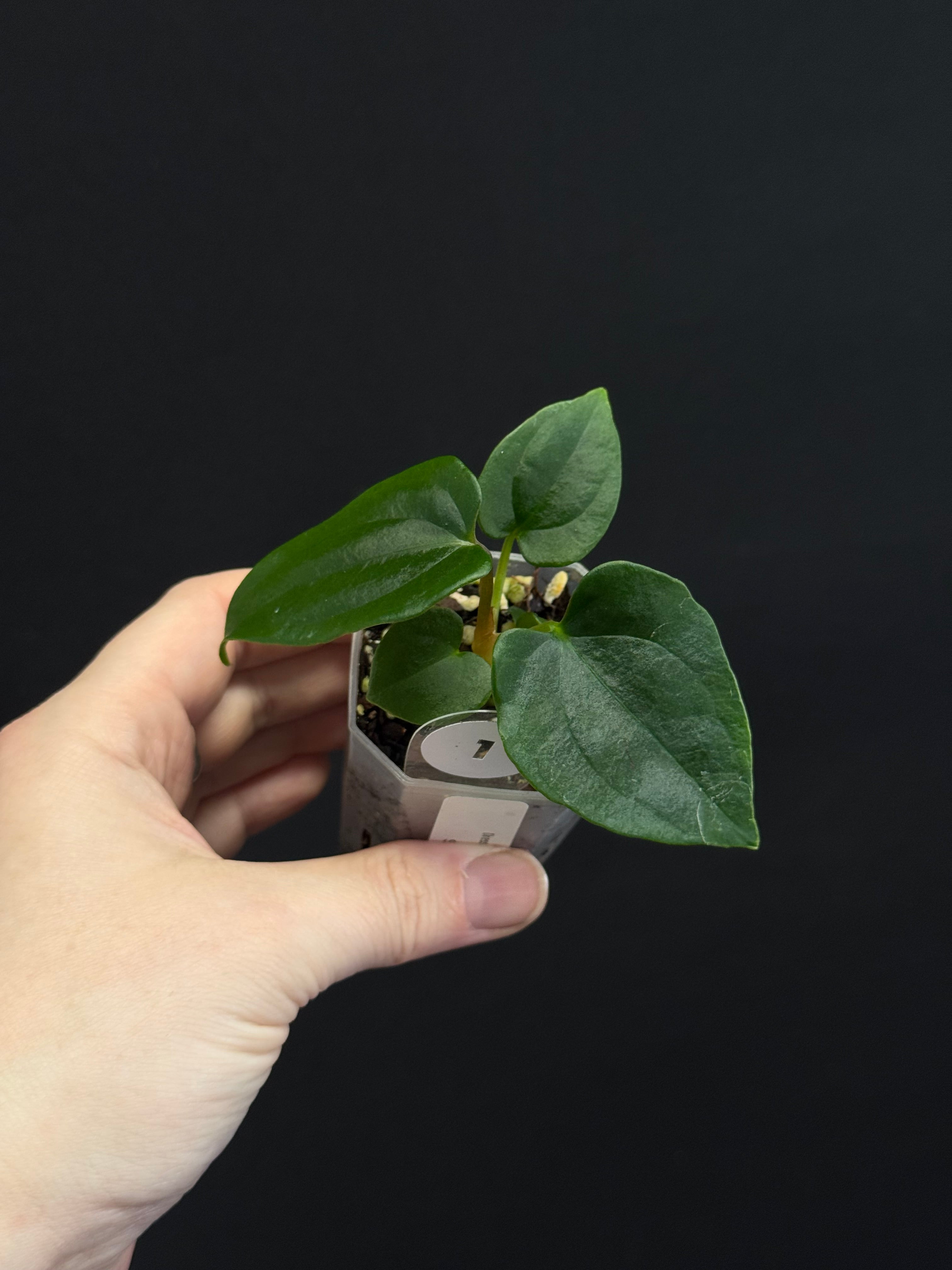 Anthurium Dressleri RG F3 (JV) x self