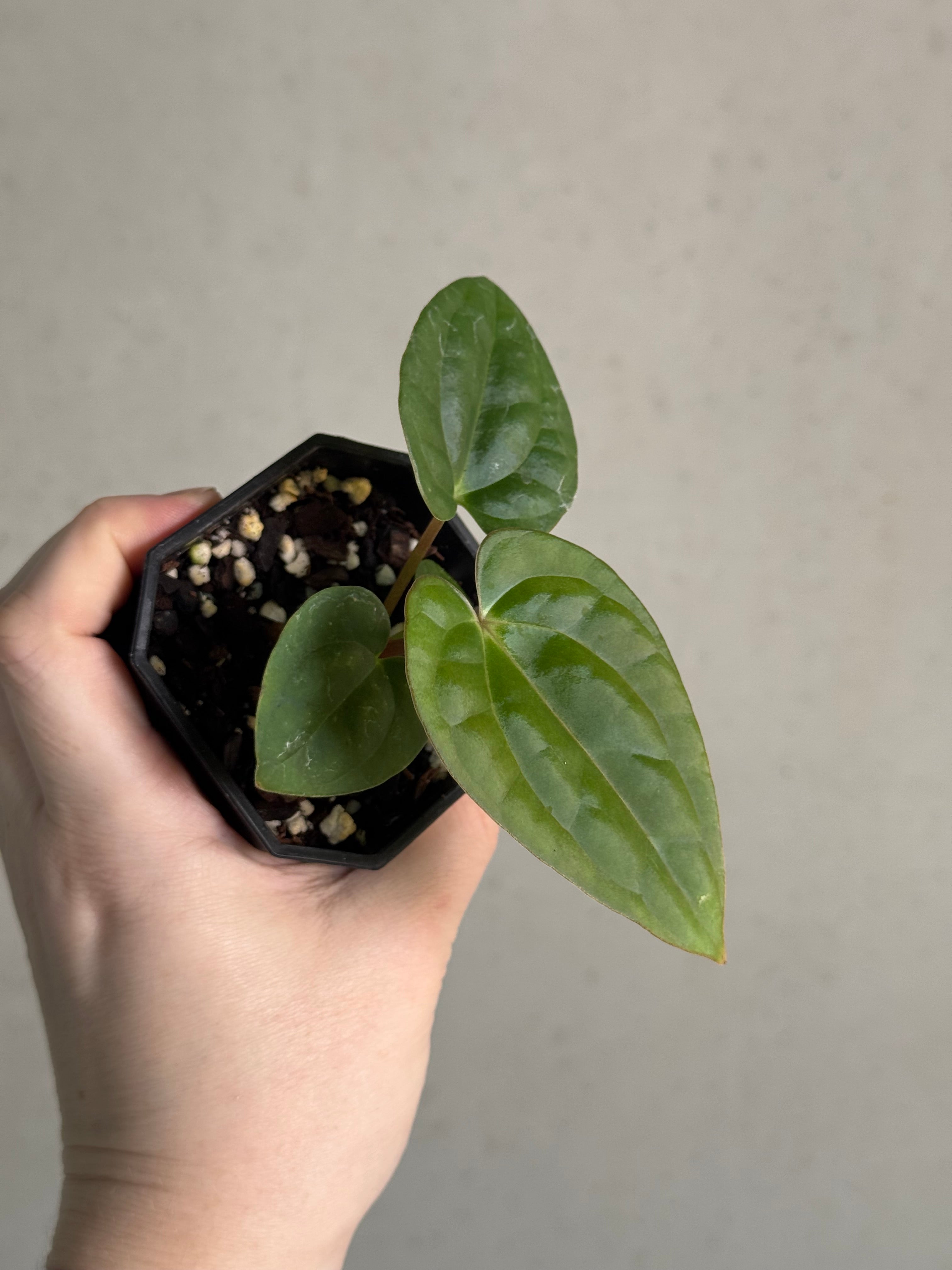 Anthurium (BVEP x Luxurians) x Carlablackiae ('Round' x GPH-001) - SMUKHI