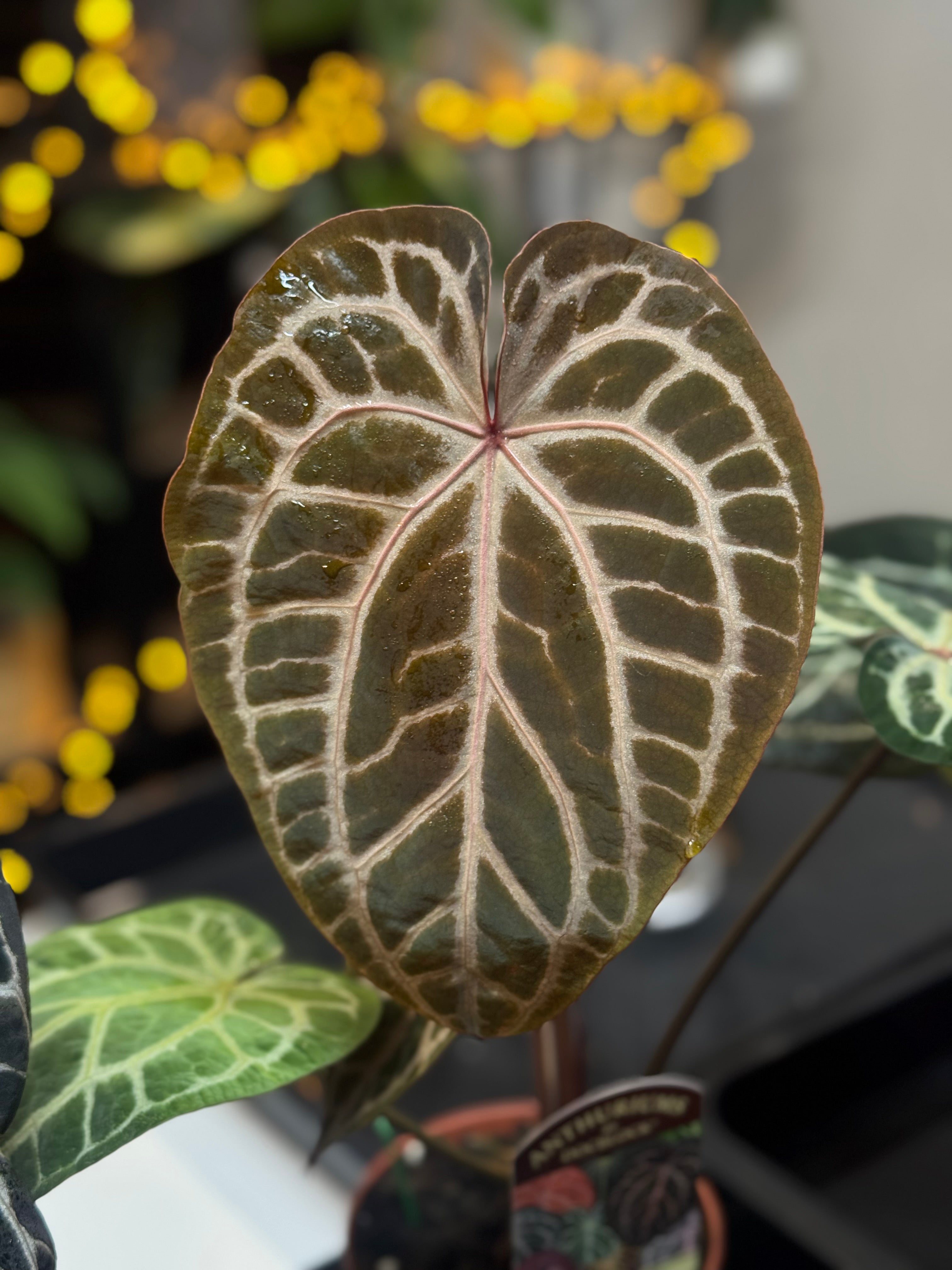 NFS: Anthurium Minerva '20' x Michelle '10'