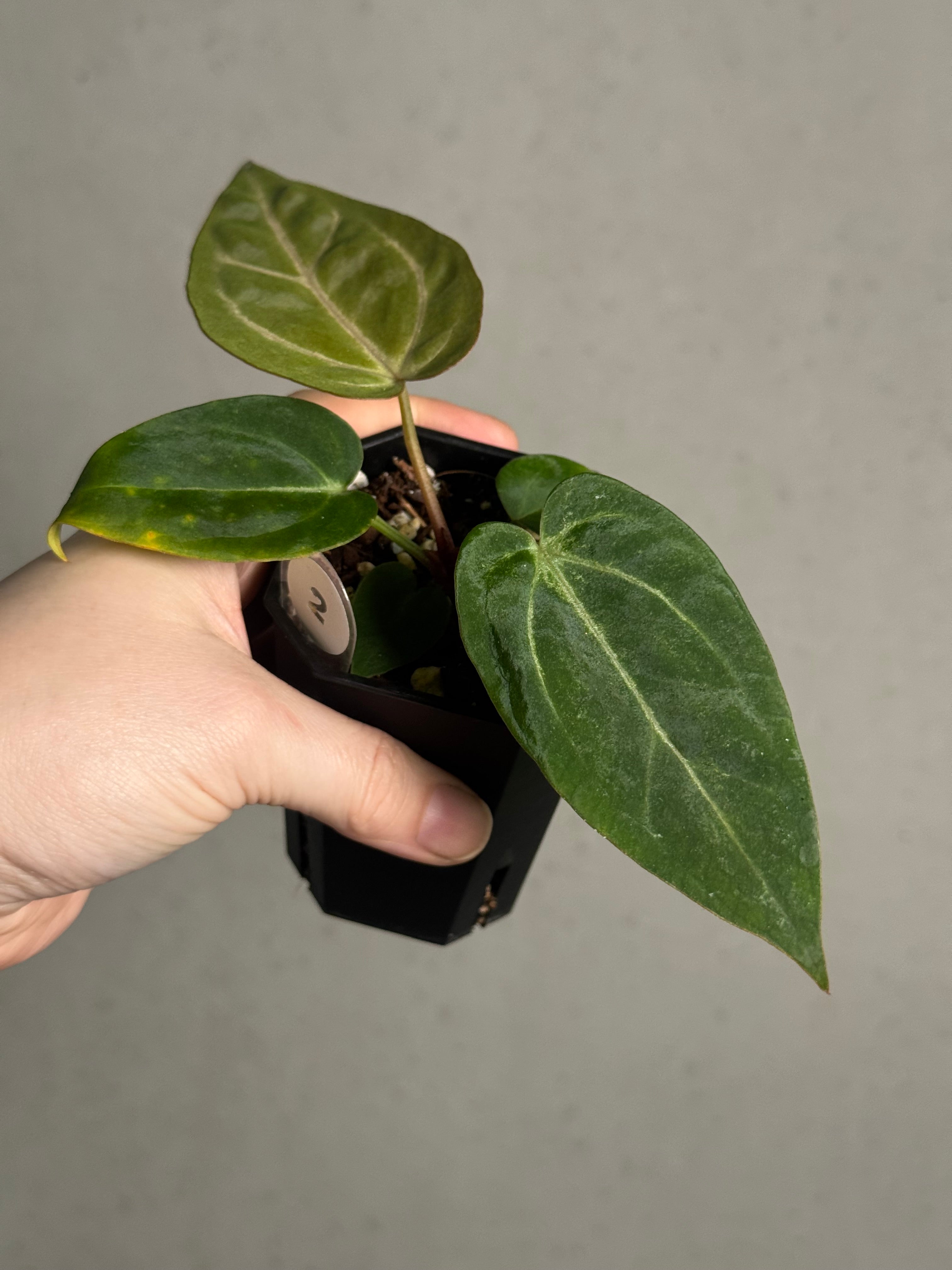 Anthurium (Carlablackiae WU1 x self) x (Black Widow x Red Velvet Cake) - SMUKHI