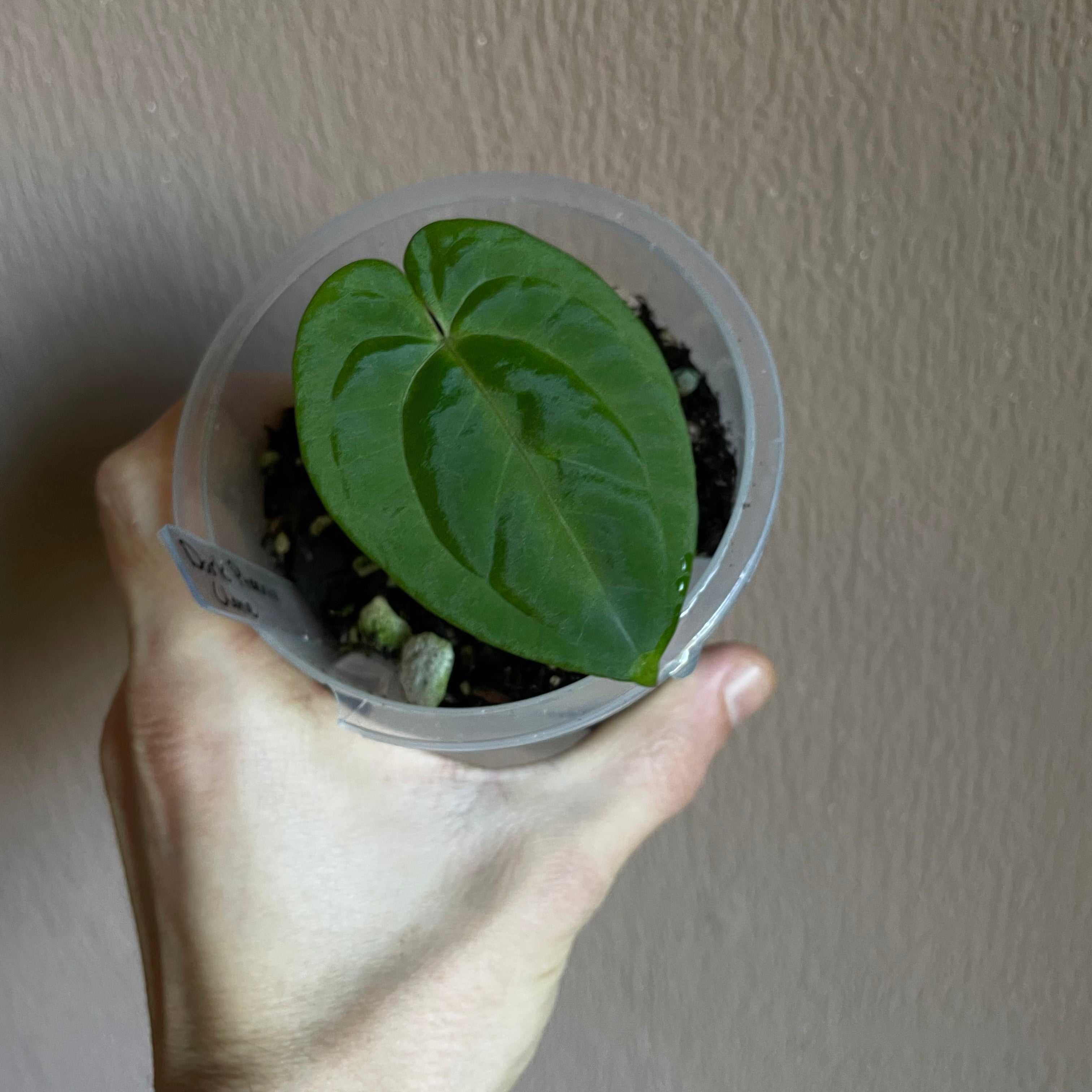 Anthurium - Various plants