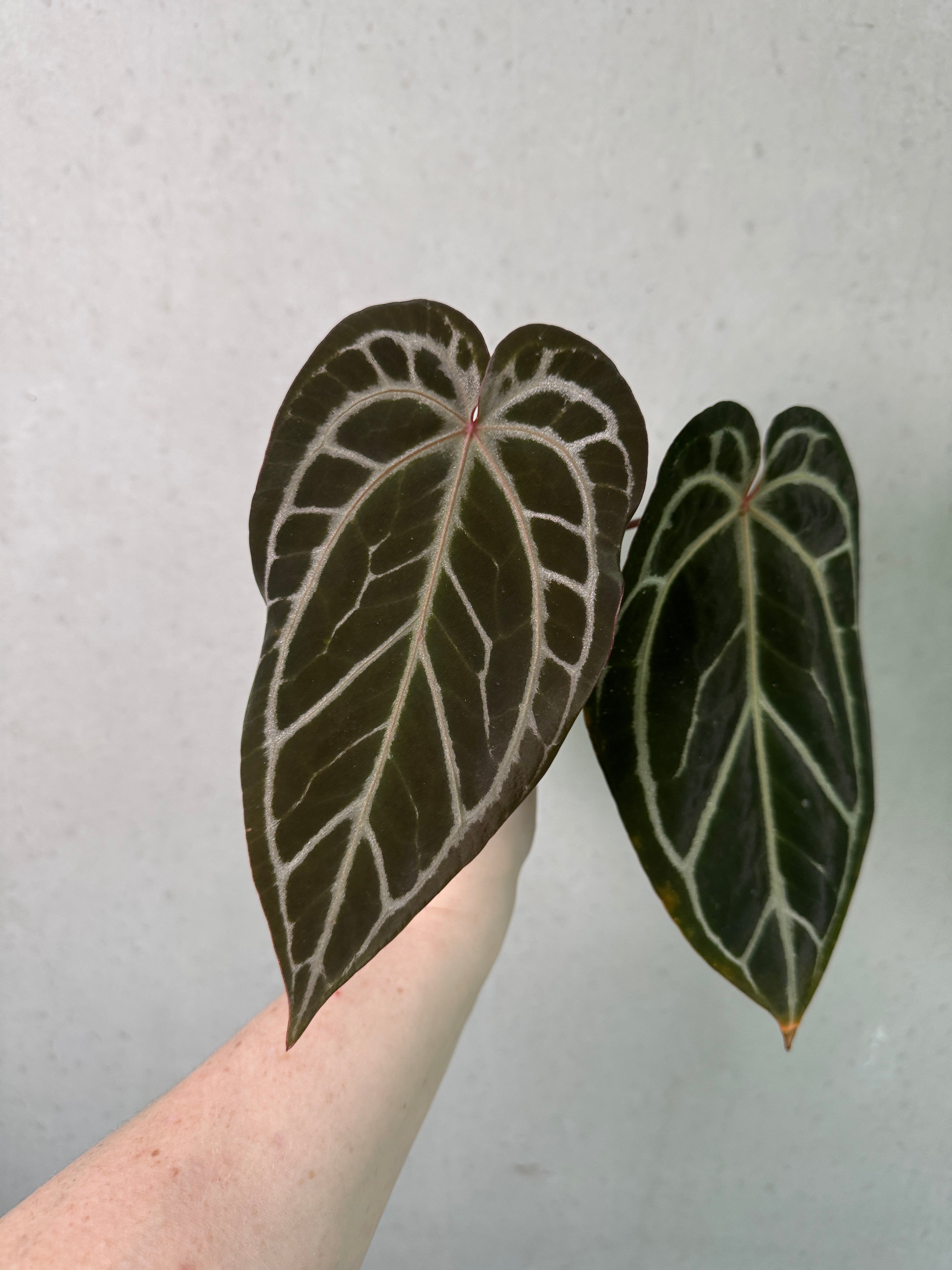 Anthurium Red Crystallinum S1