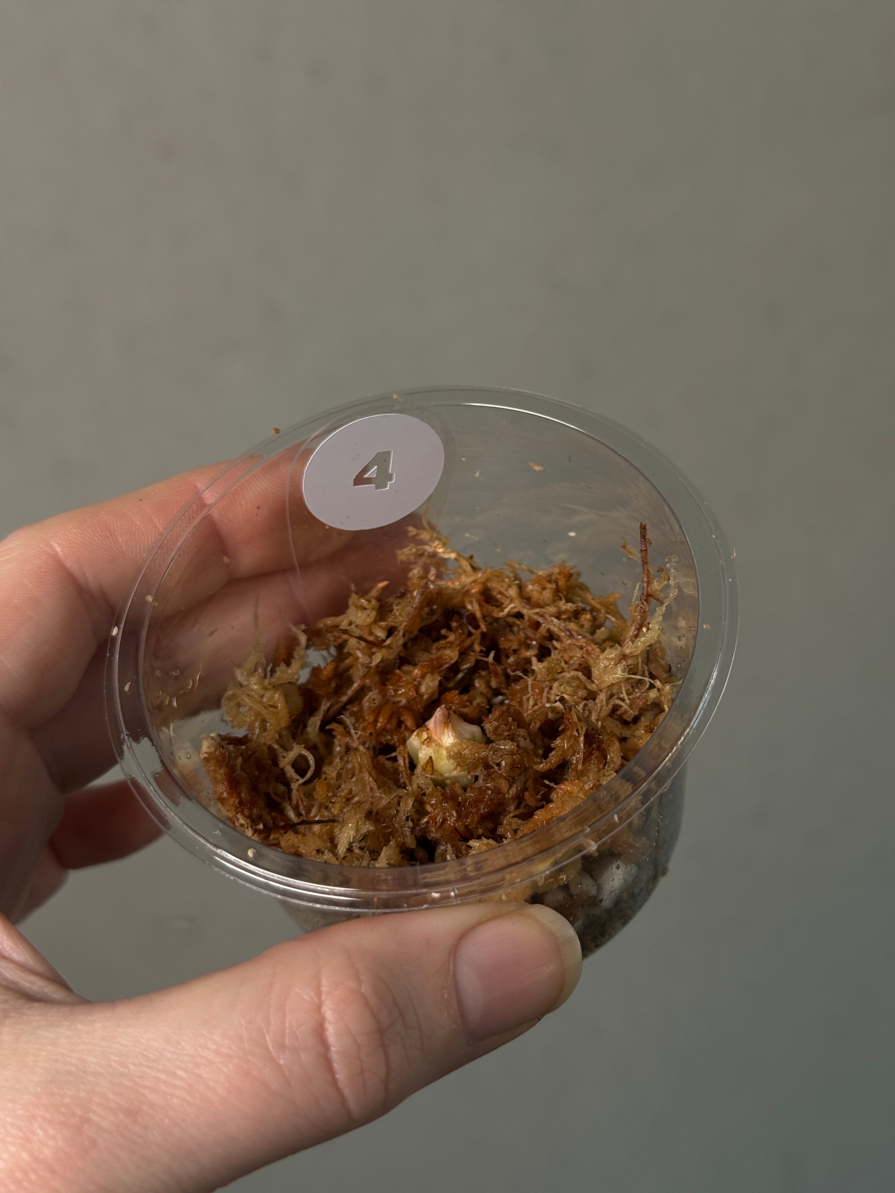 Alocasia Black Velvet Pink Variegata - Corm(s) - SMUKHI