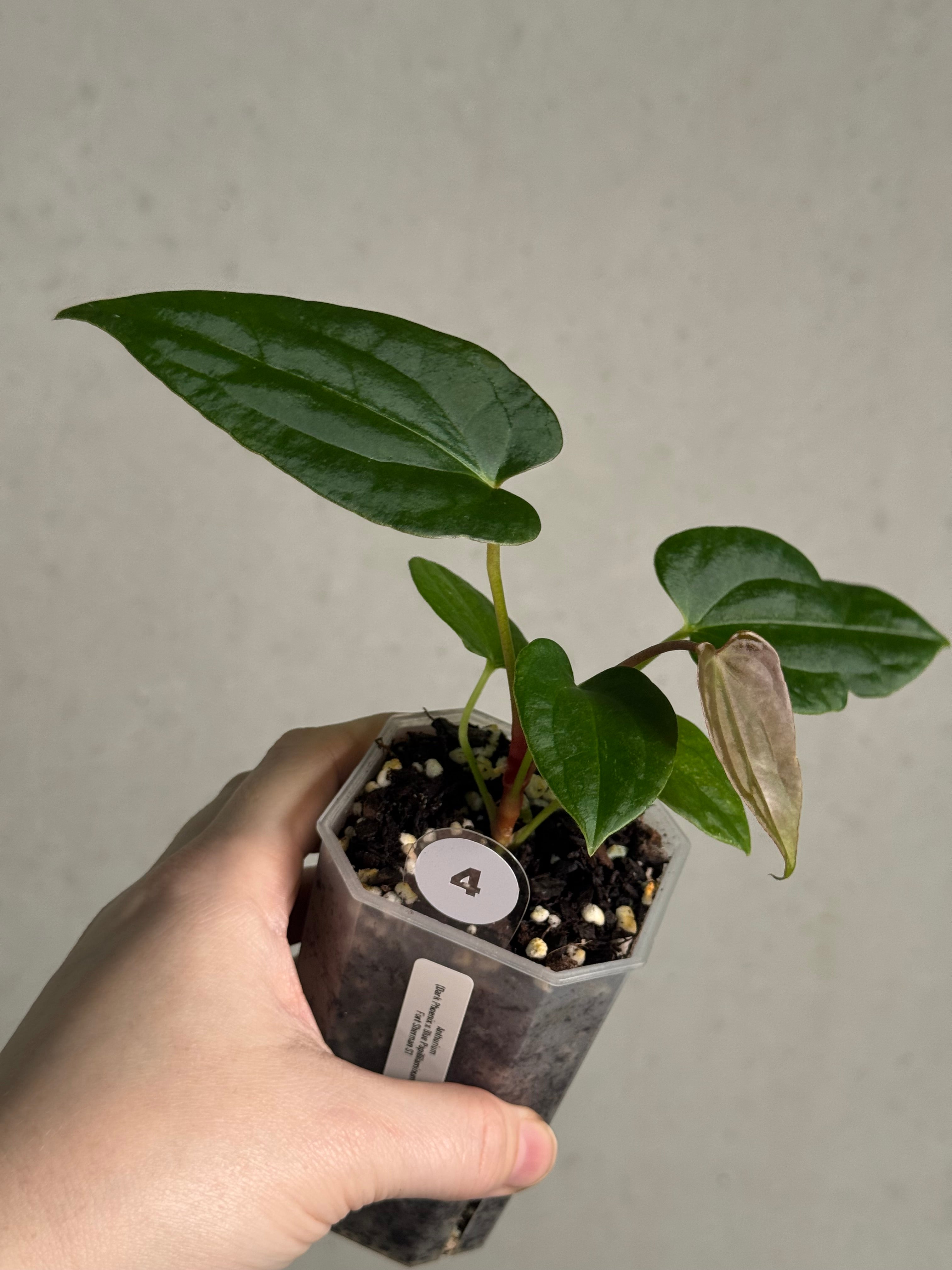 Anthurium (Dark Phoenix x Blue Papillilaminum) x Fort Sherman S1 - SMUKHI