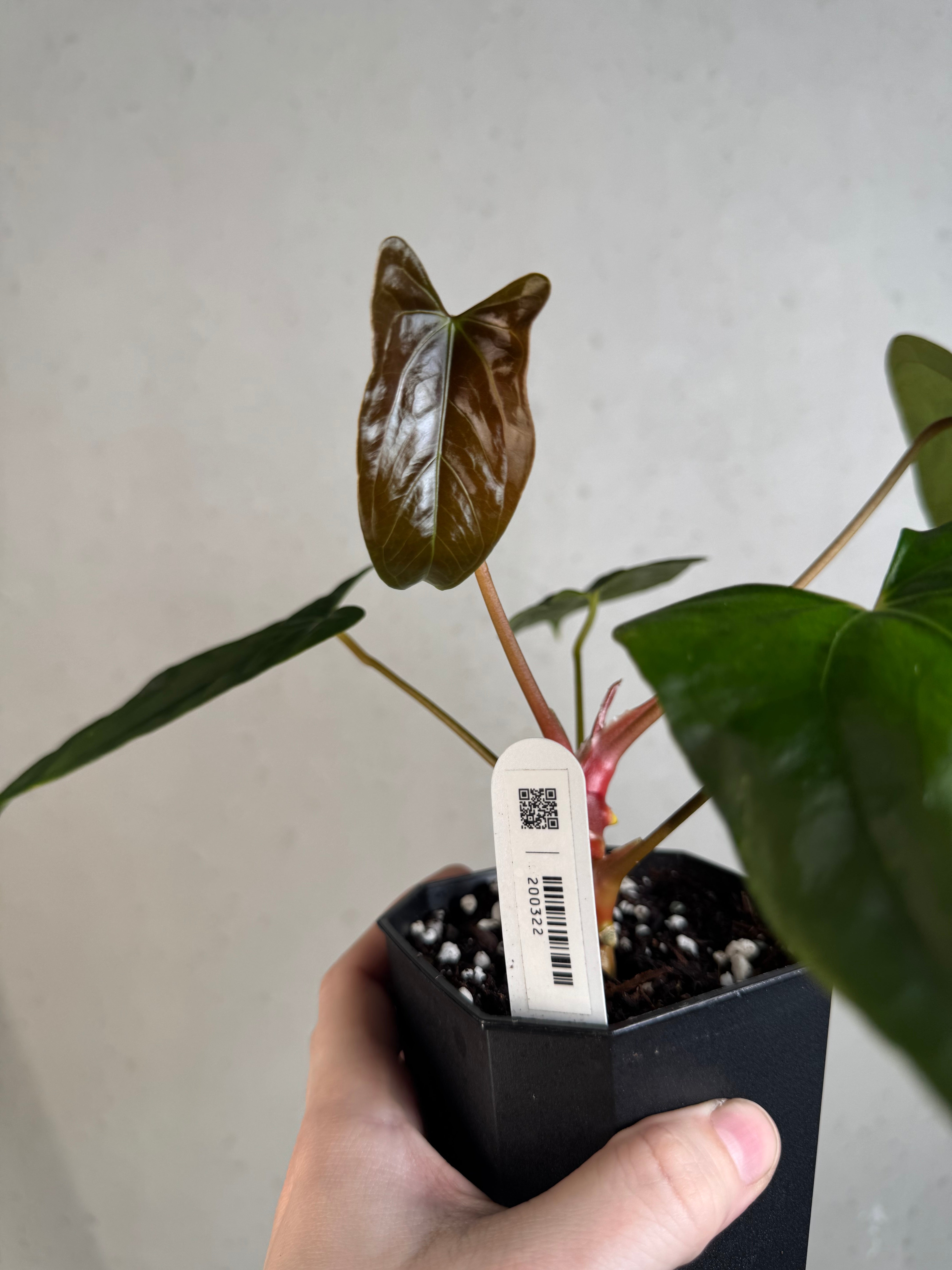 Anthurium (Fort Sherman x Ralph Lynam) x (Ralph Lynam x Fort