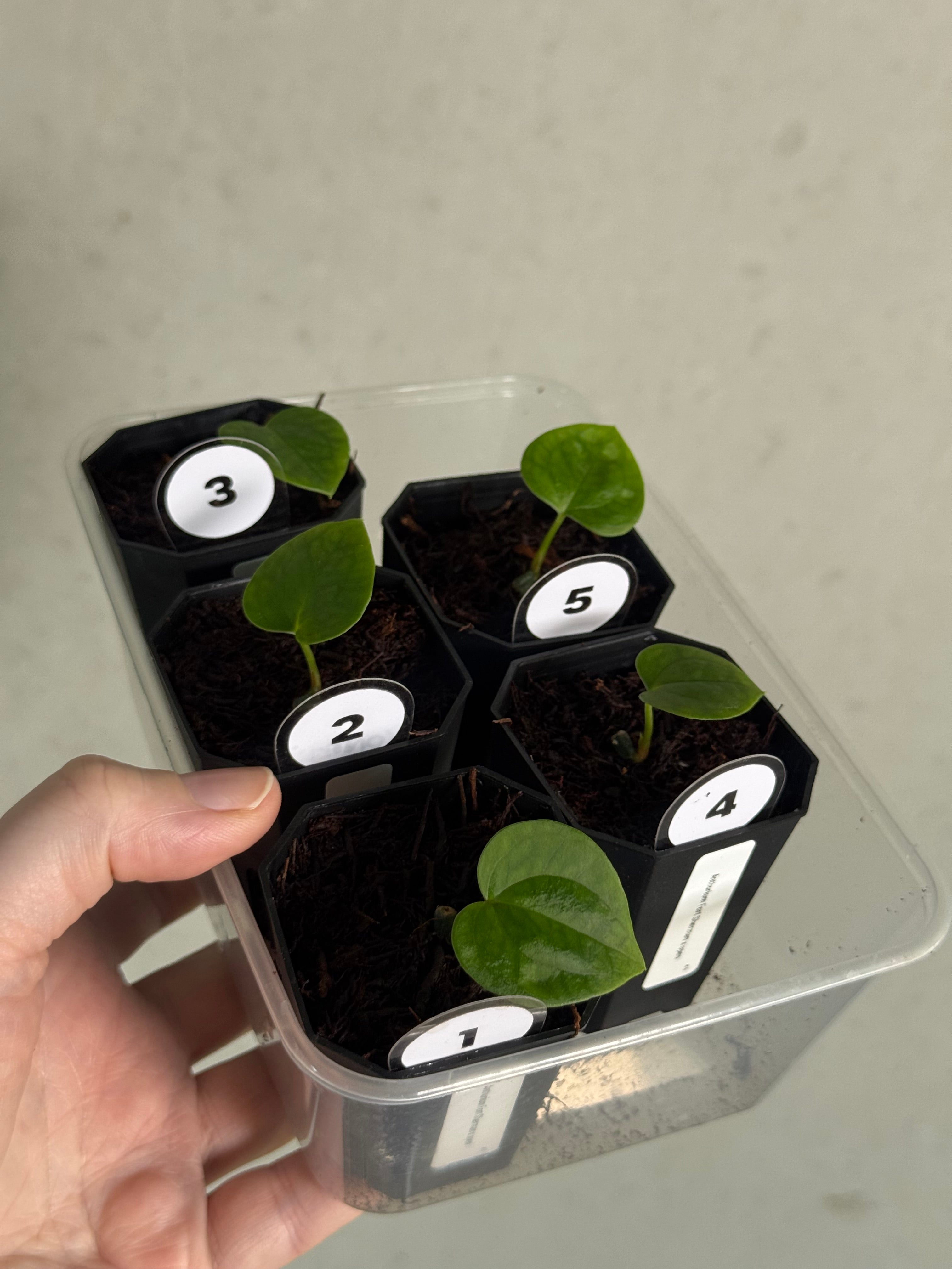 Anthurium Fort Sherman x open - Pre-order - SMUKHI