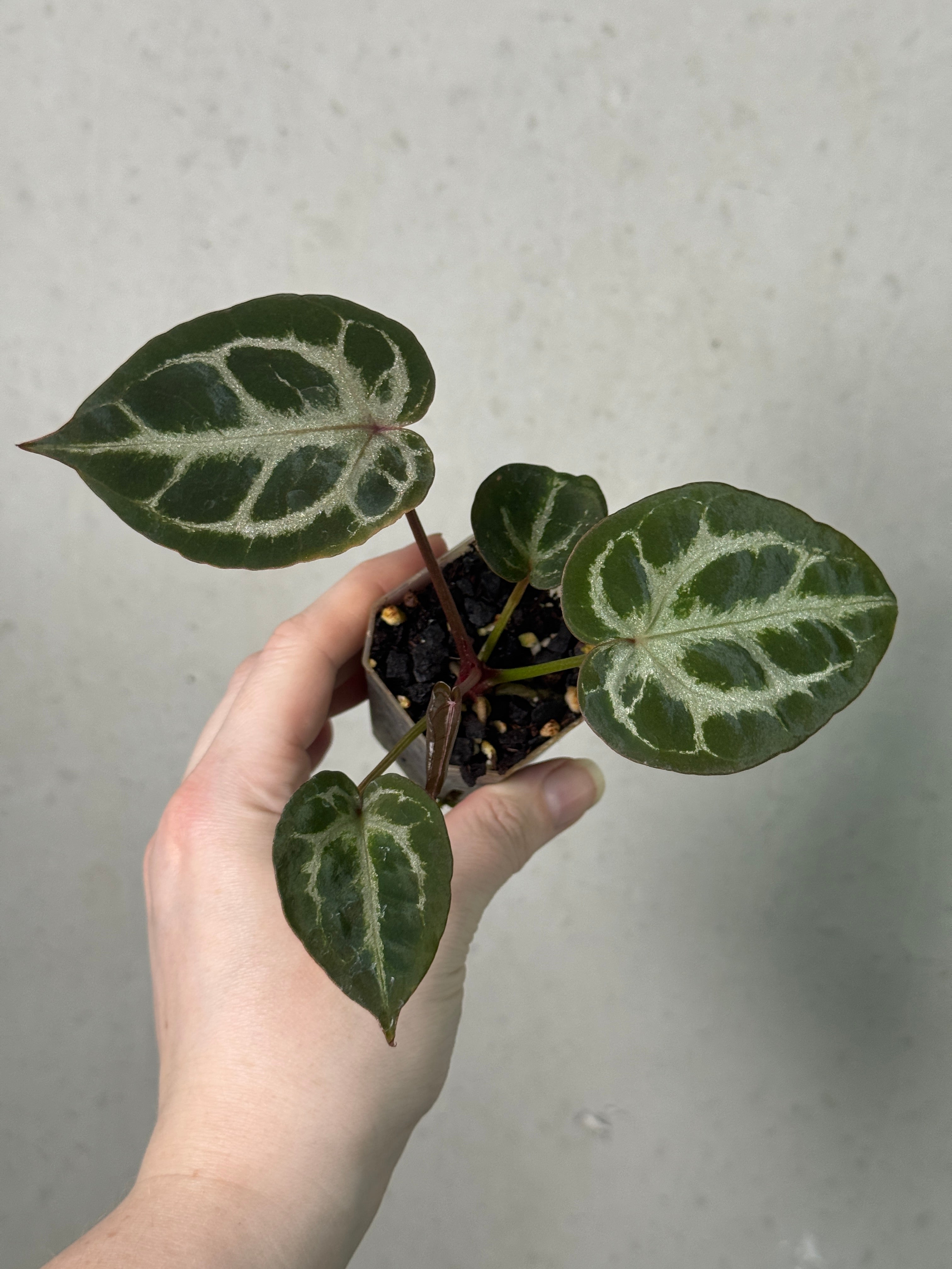 Anthurium DocBlock [Lost Tag] - Clone