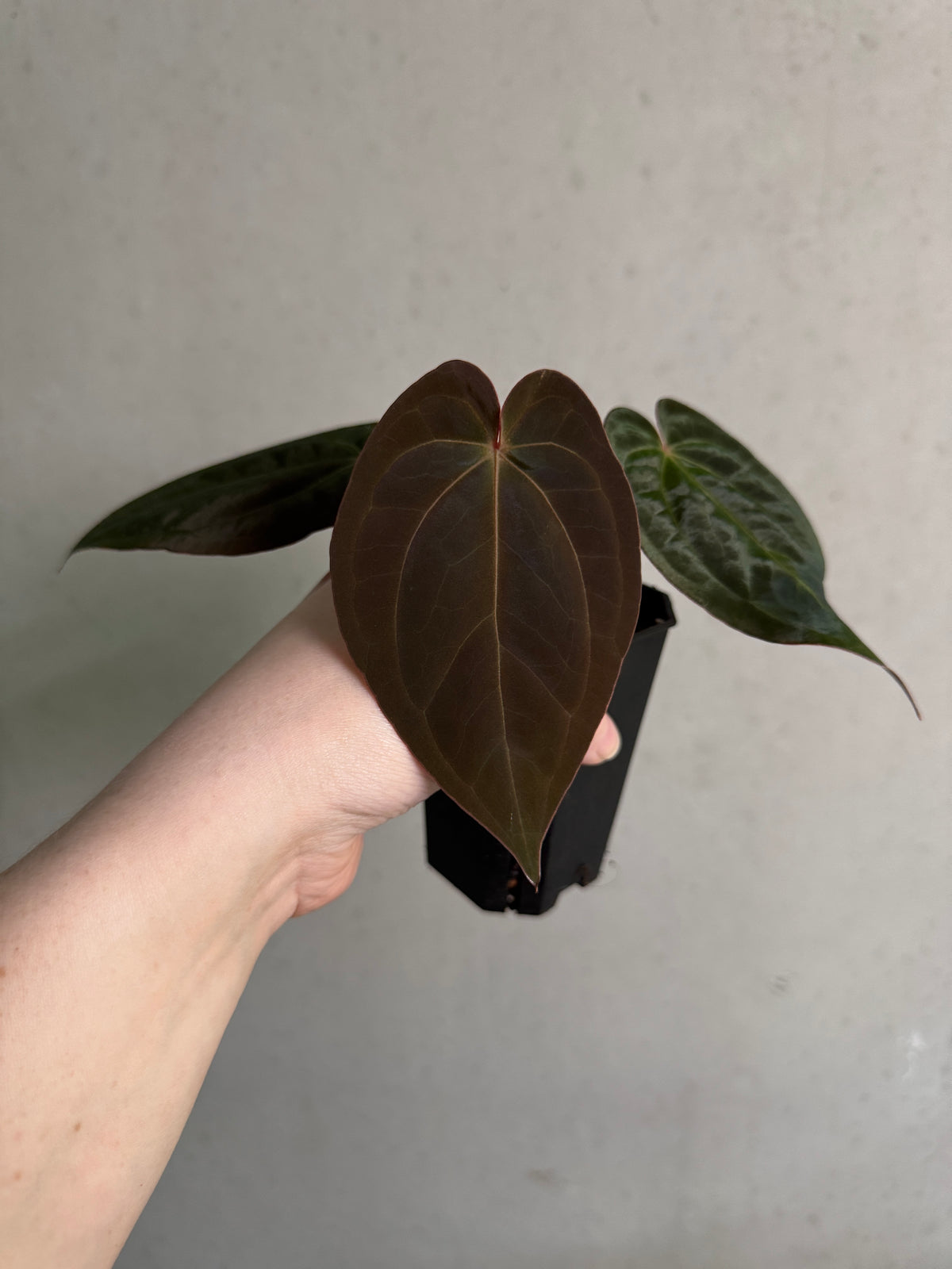 Anthurium papillilaminum 'Guna Yala' x Zara x Michelle plant from SMUKHI with glossy green leaves and intricate leaf patterns.