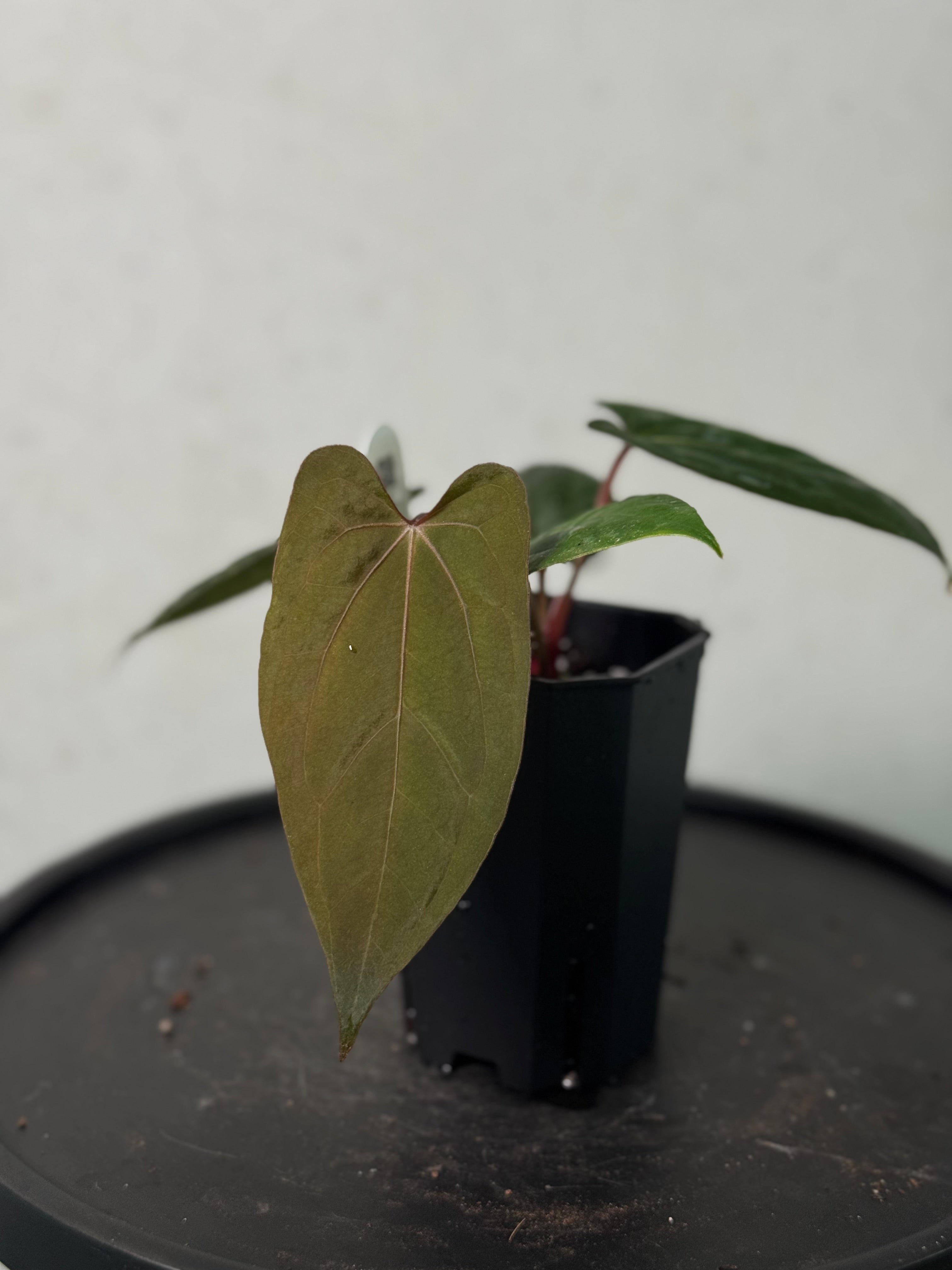 Anthurium ‘Sherpa’ (Dark Phoenix x RVDP) - Clone