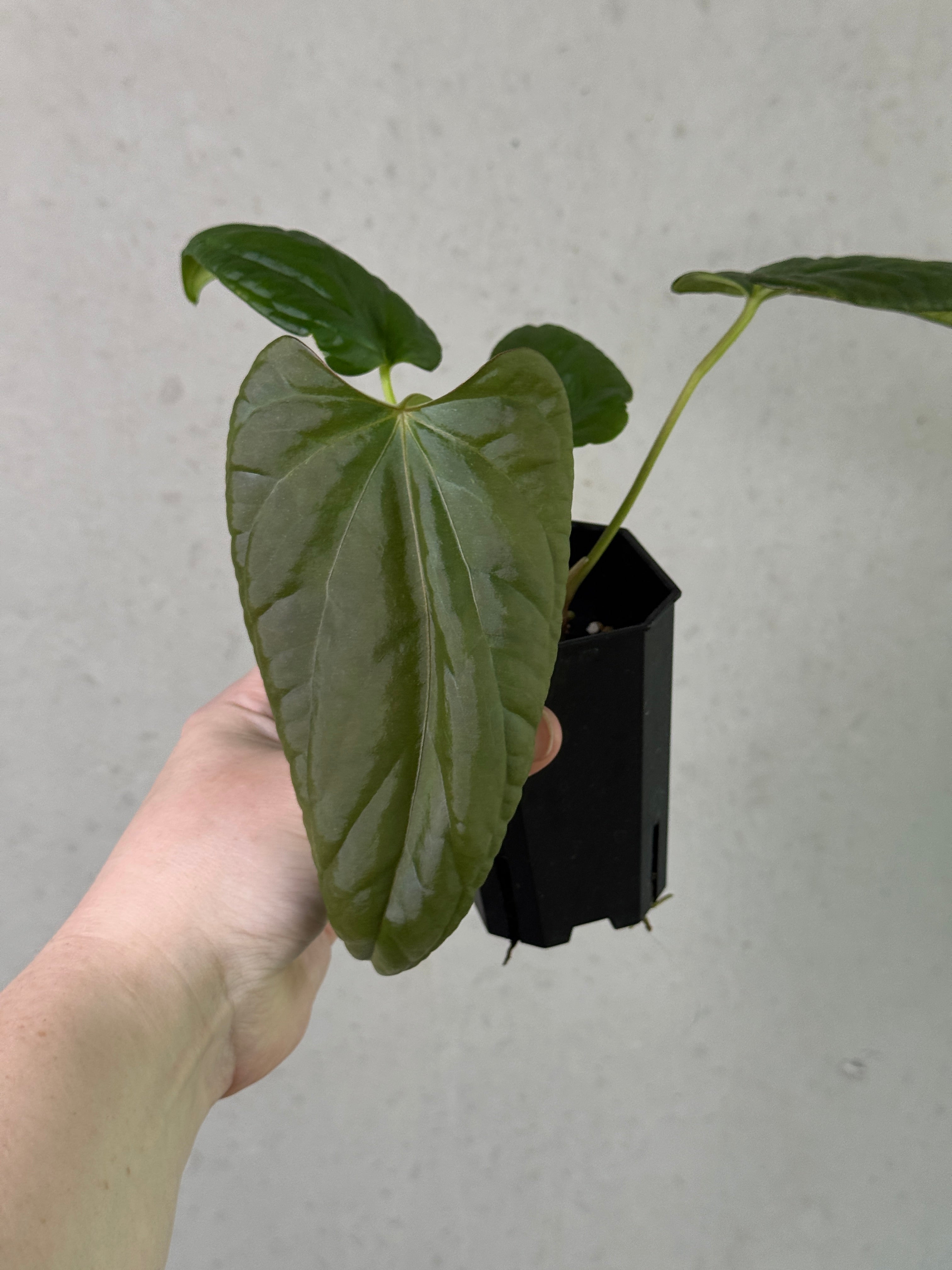 Anthurium Mr. Worldwide x Debile