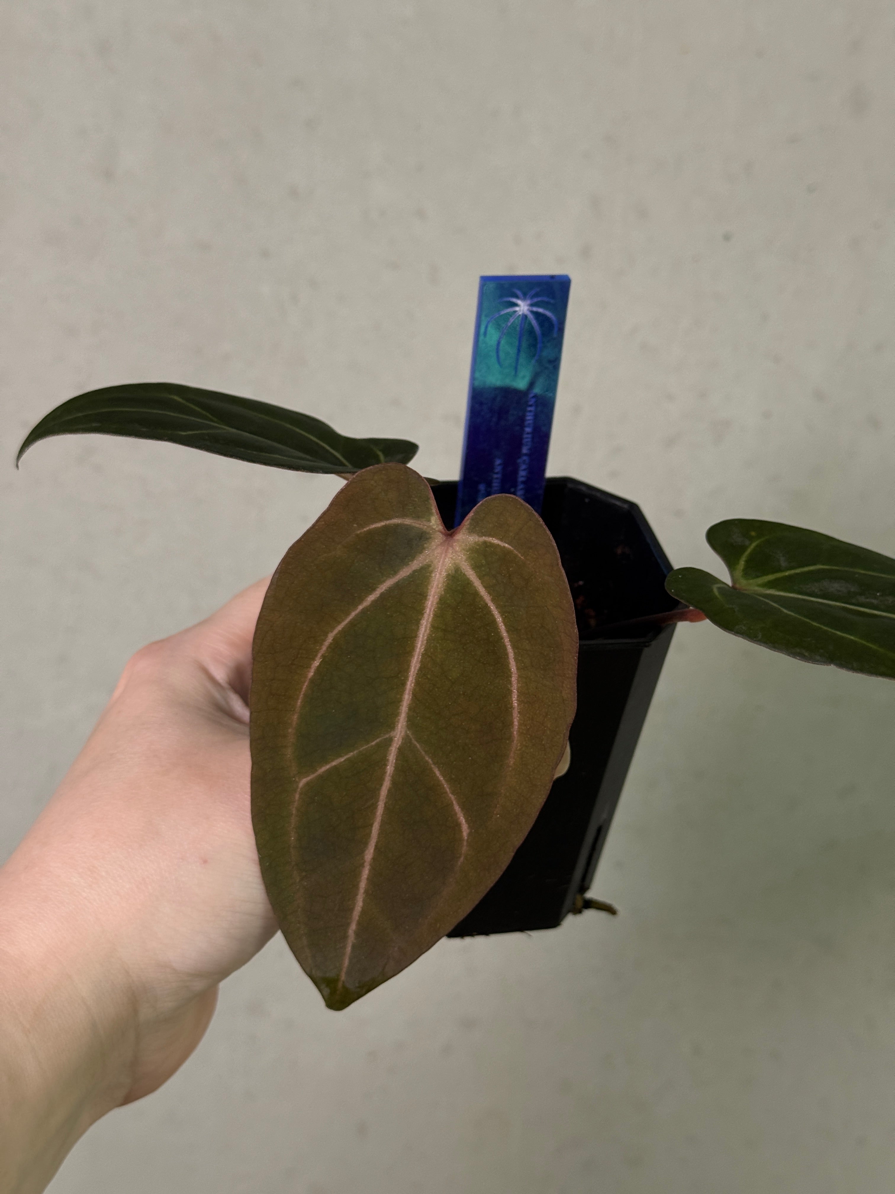 Anthurium Carlablackiae ('Round' x GPH-001) x Portillae 'Dorito' - Clone
