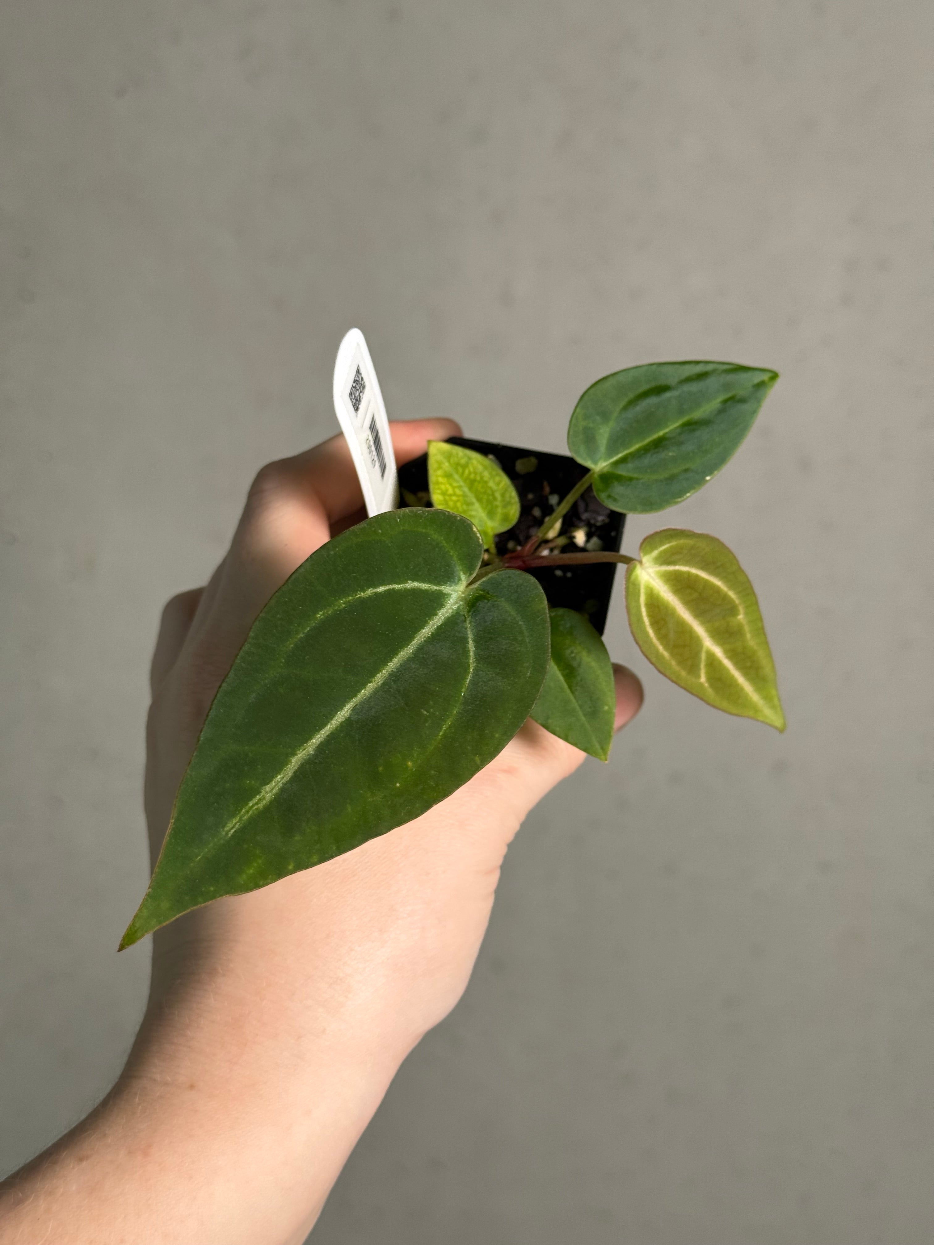 Anthurium (Carlablackiae WU1 x self) x (Black Widow x Red Velvet Cake) - SMUKHI