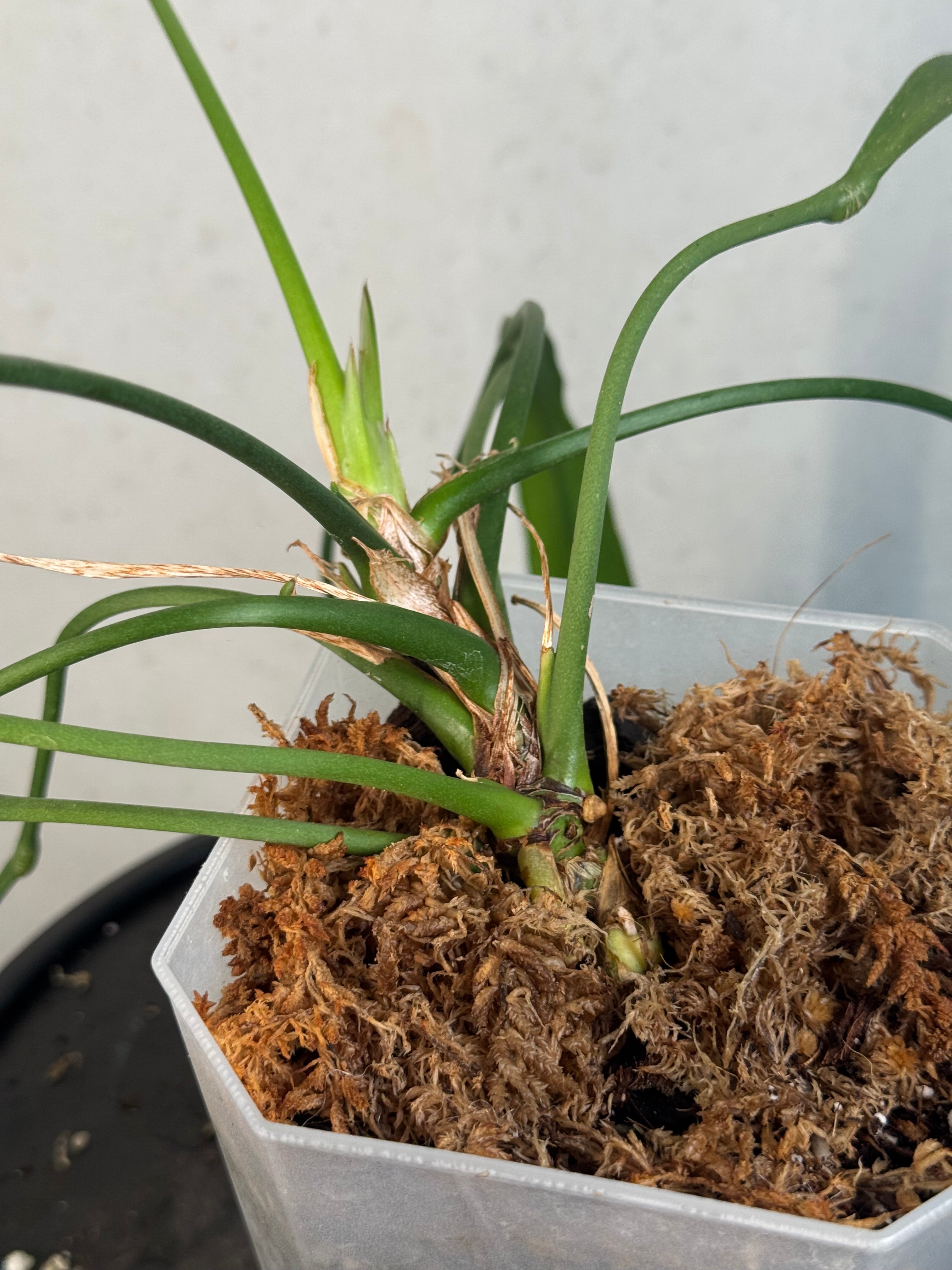 Anthurium Vittarifolium