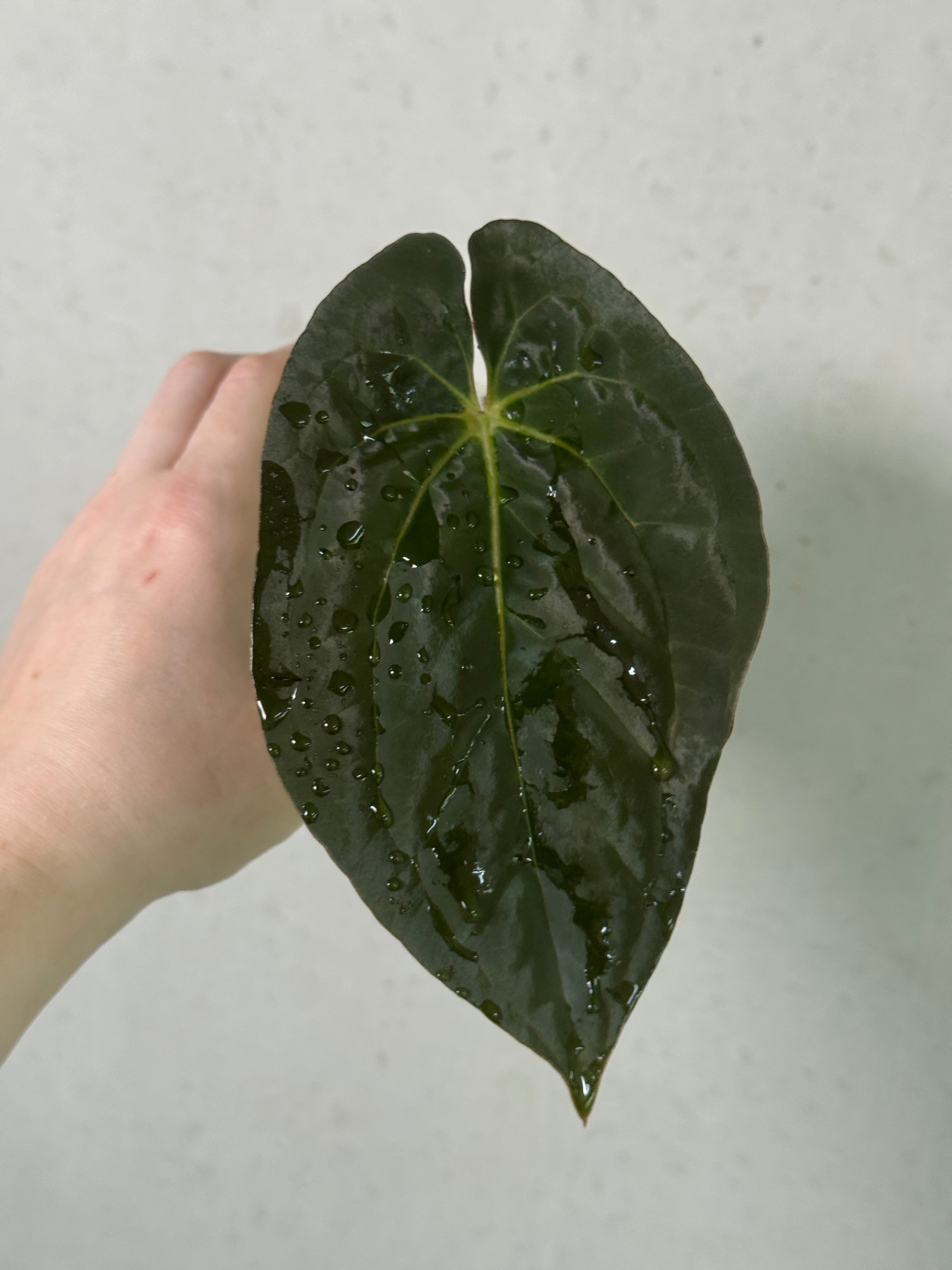 SMUKHI Anthurium Papillilaminum XOne x XOne clone plant with glossy green leaves and vibrant foliage.