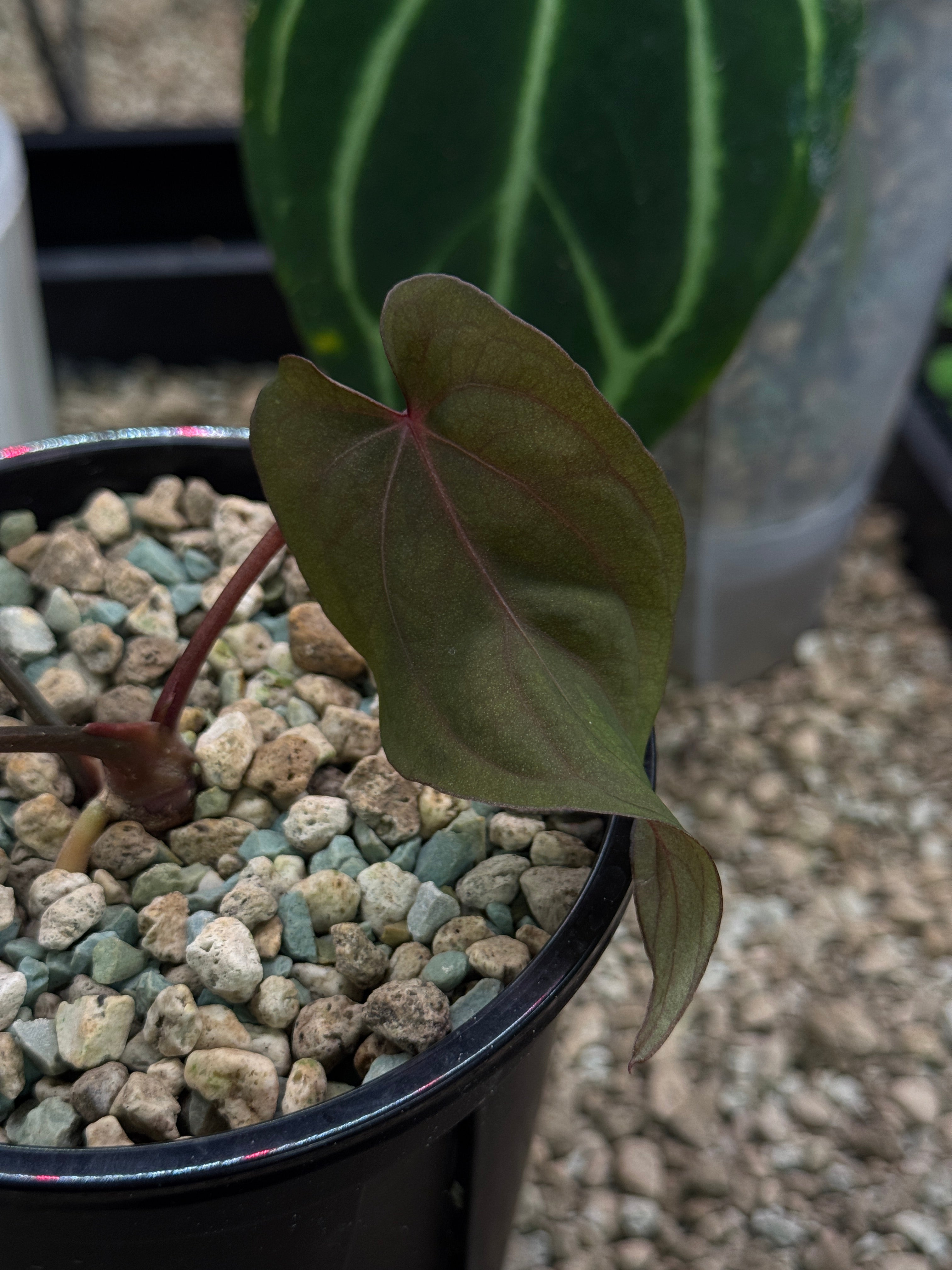 NFS: Anthurium 'Midnight Velvet'
