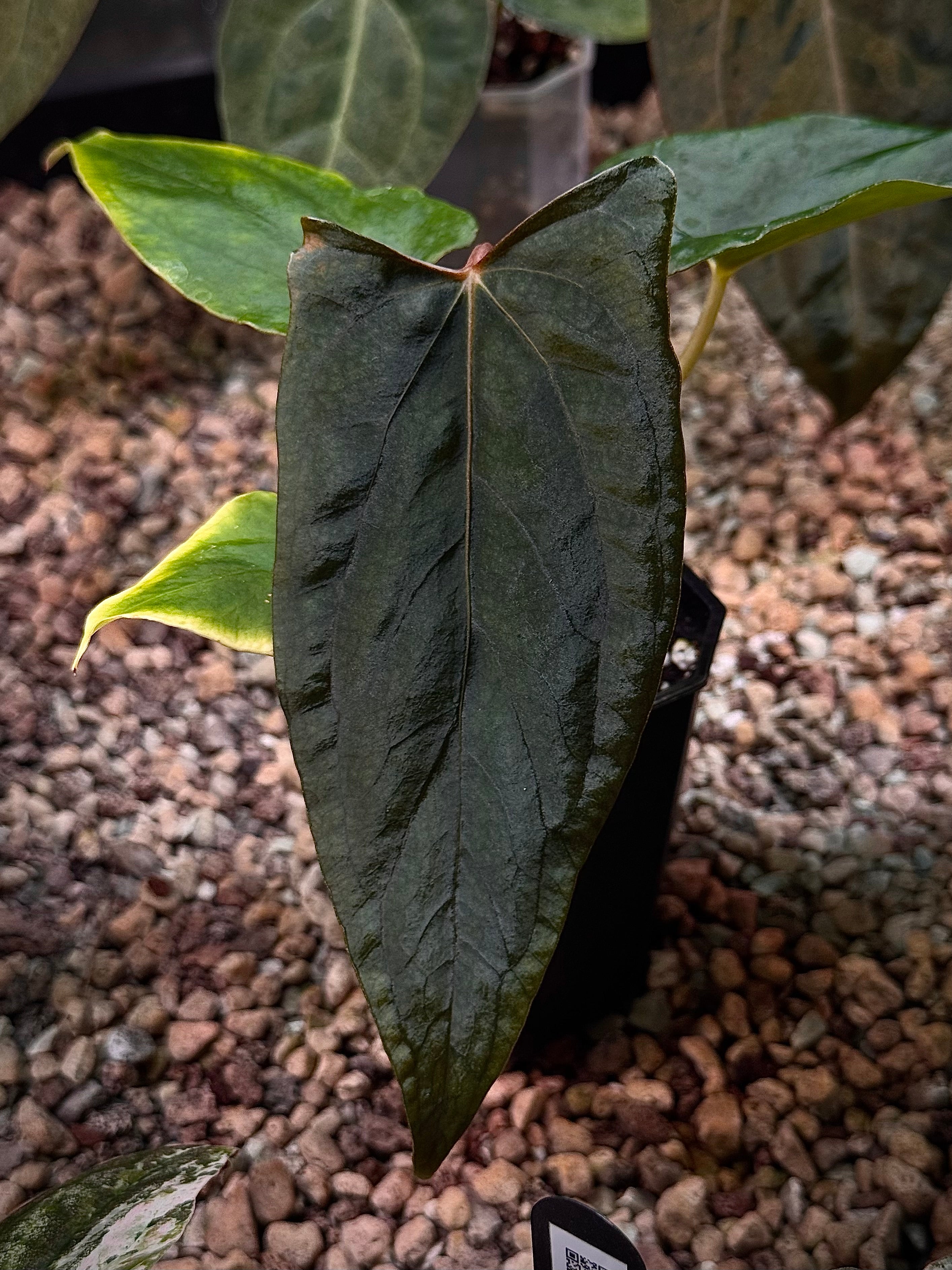 NFS: Anthurium Ralph Lynam x self - SMUKHI