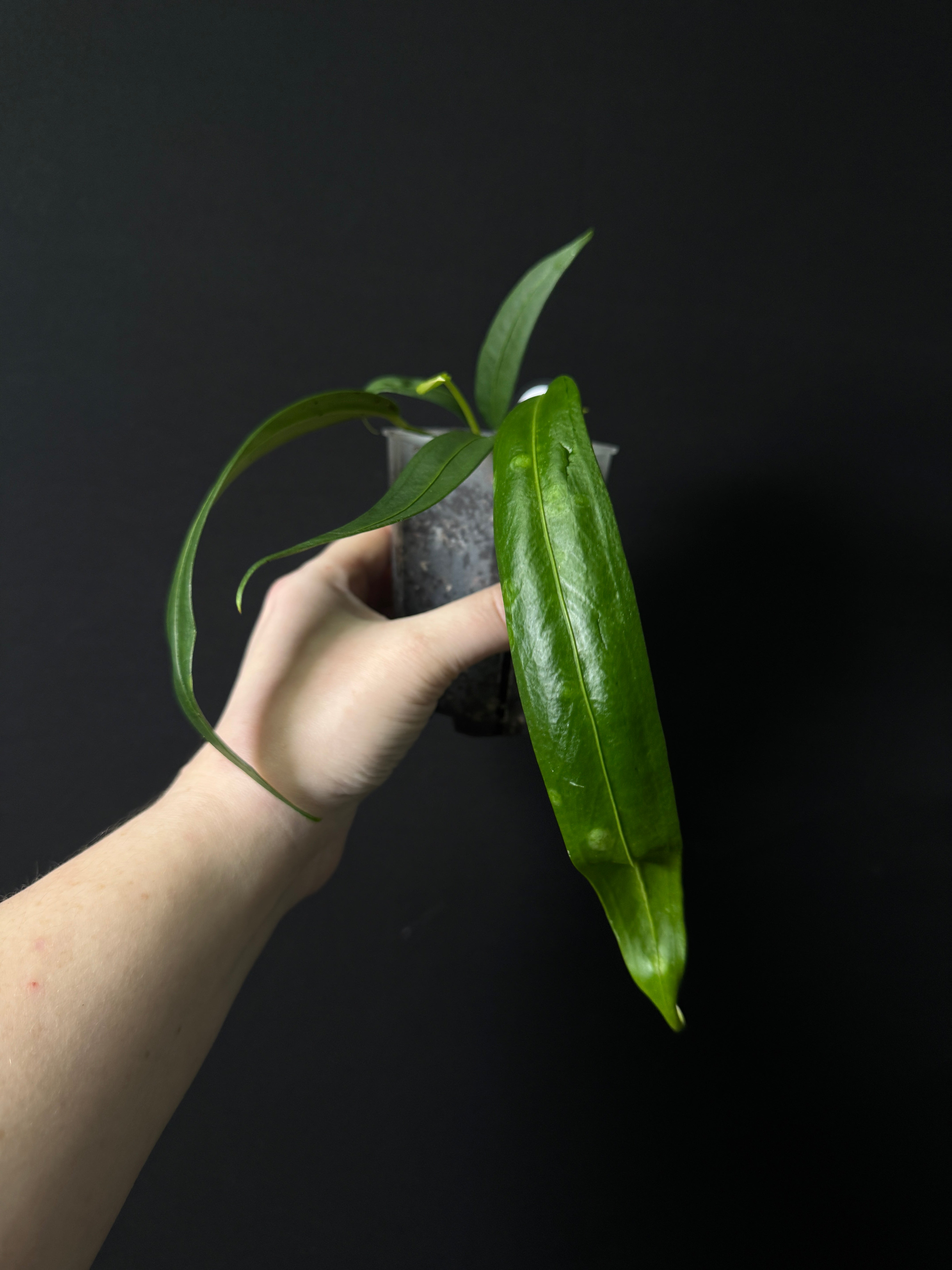 Anthurium Wendlingeri NSE