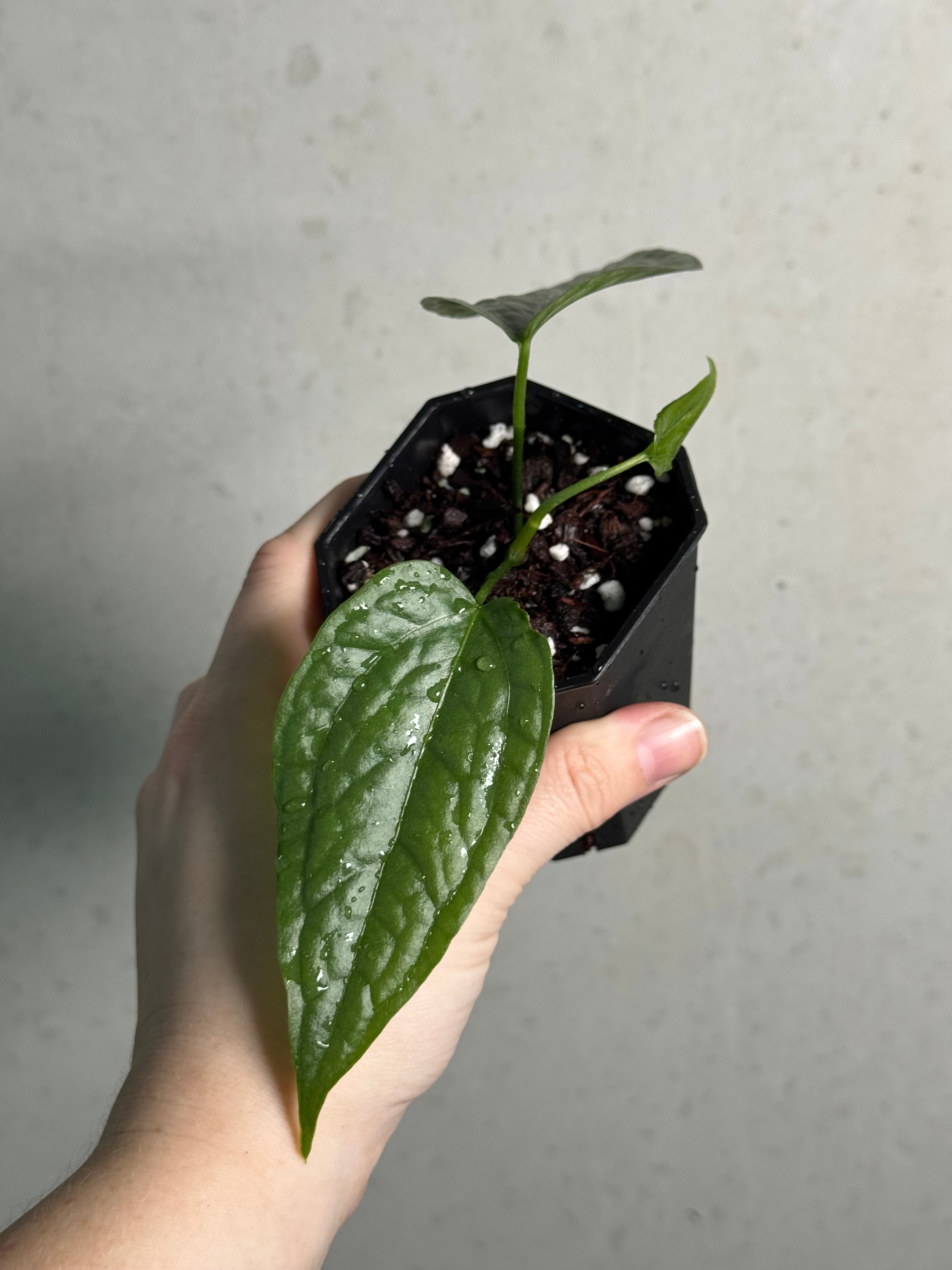 Anthurium sp. Limon - SMUKHI
