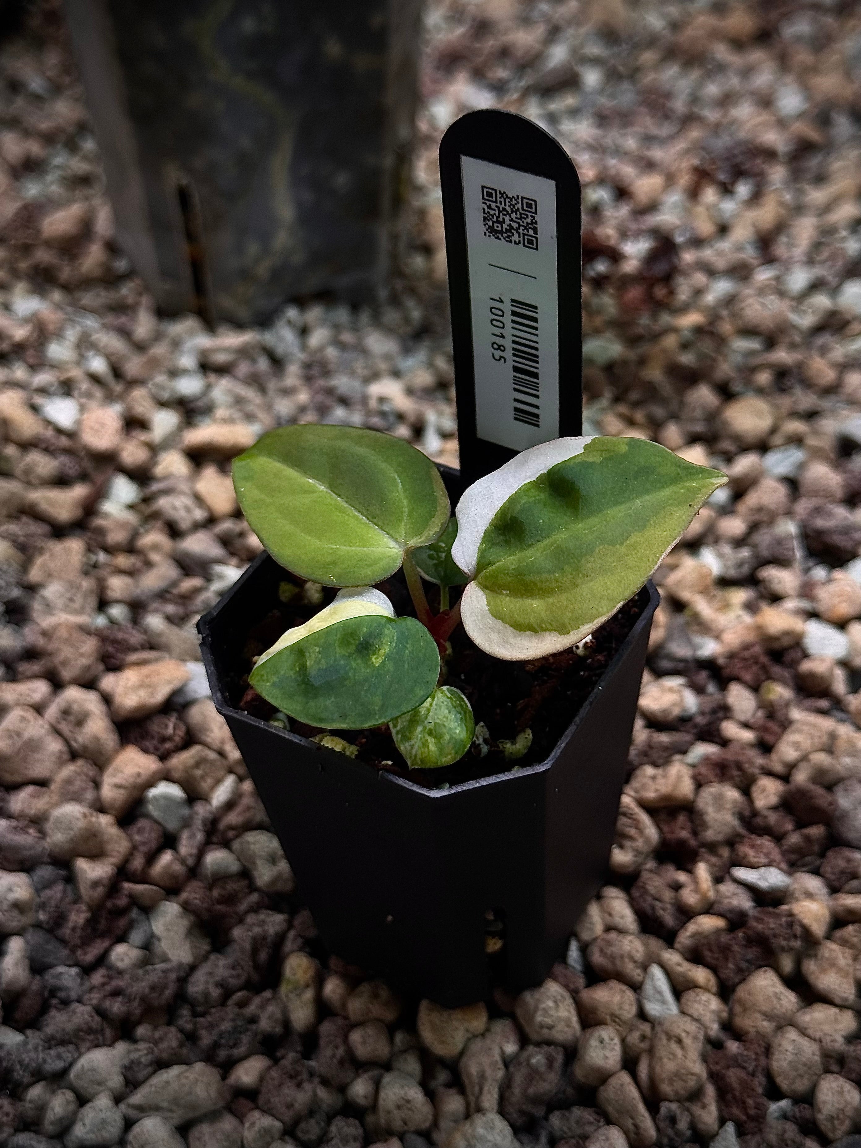 NFS: Anthurium Stripey X2 x (Black Widow x Michelle) 'PM1' - Variegata - SMUKHI