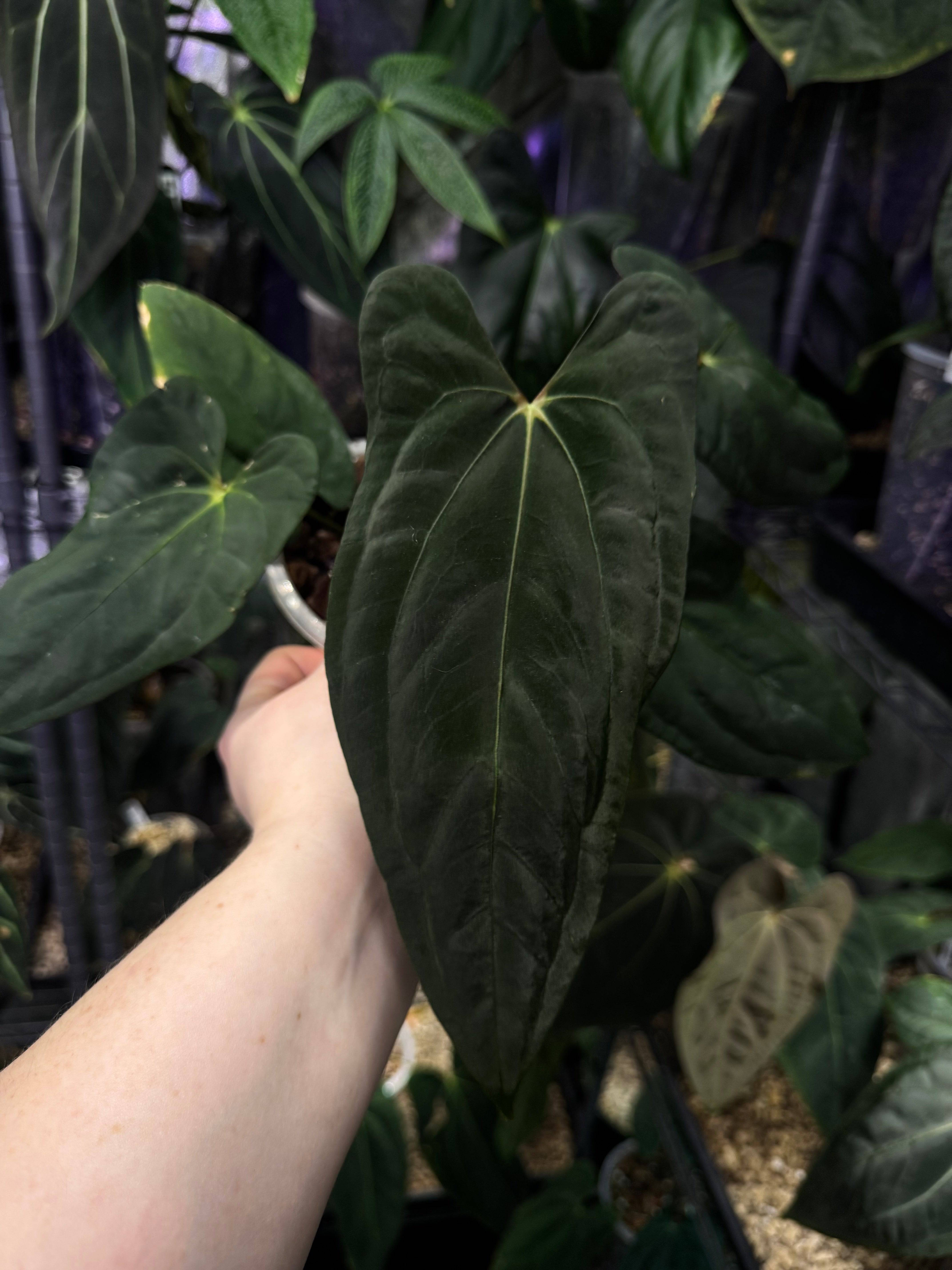 Anthurium (Ralph Lynam x Fort Sherman) - SMUKHI