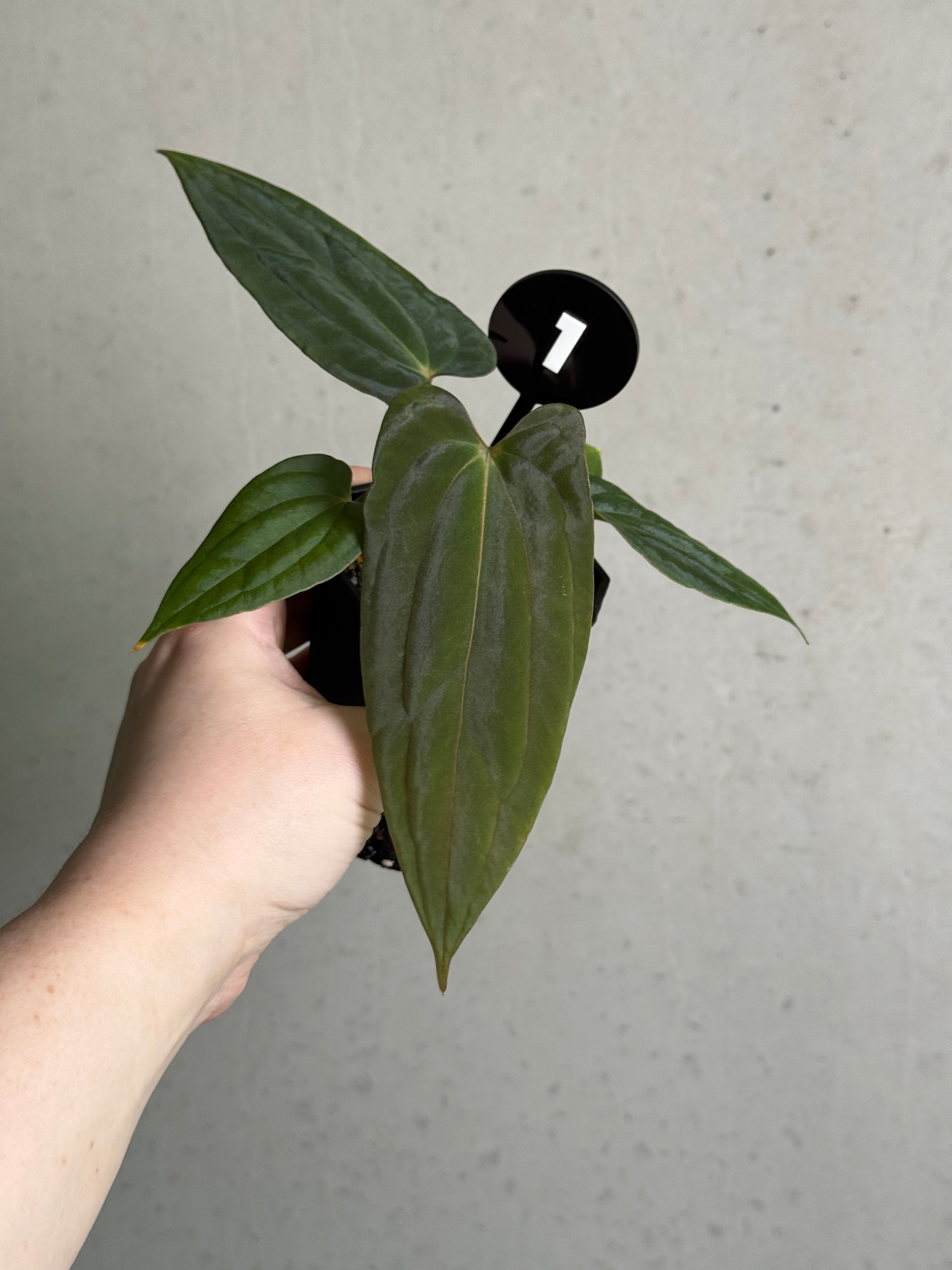 Anthurium Papillilaminum Ree Gardens x BVEP (‘Round’ x RA1)