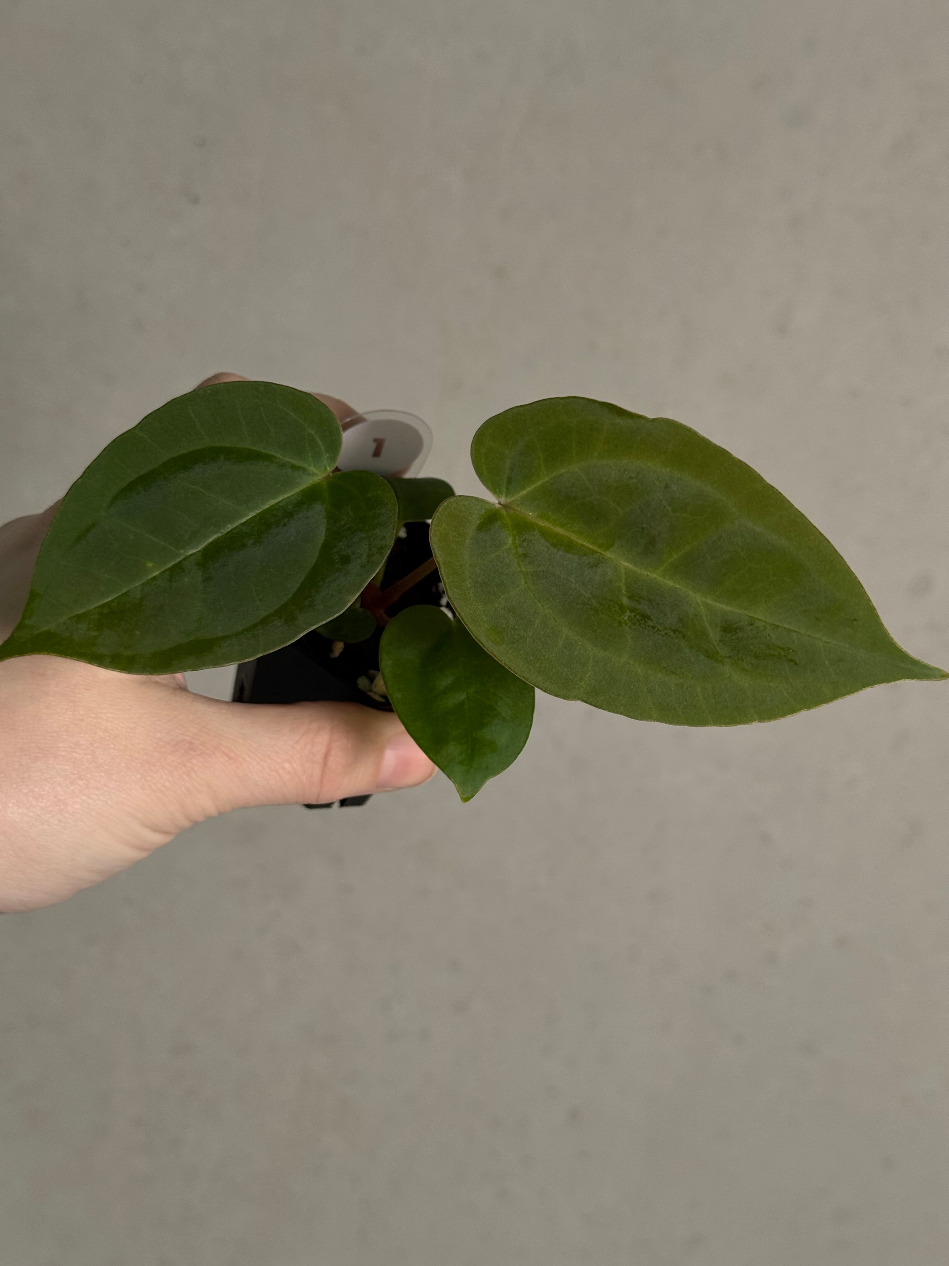 Anthurium (Goliath x Dark Phoenix) x Michelle | SMUKHI