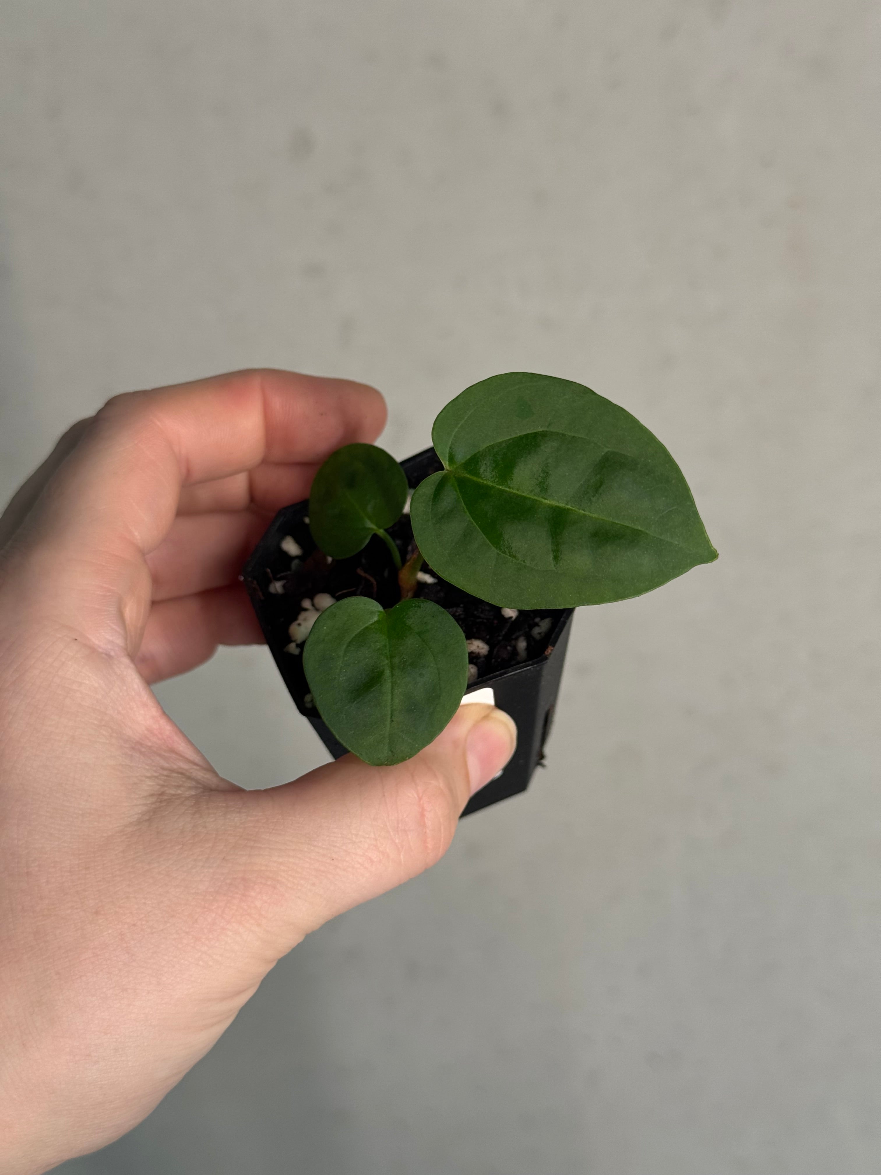 Anthurium Ace of Spades Dark Form x (Zara x Michelle) 'Selected' - Pre-order