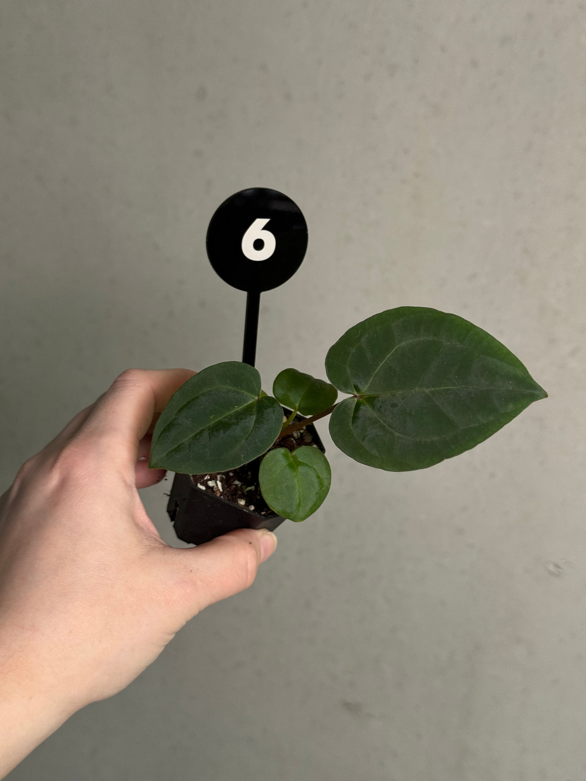 Anthurium Michelle x Red Vein Dark Phoenix plant with glossy green leaves and striking red-veined dark foliage, by SMUKHI.