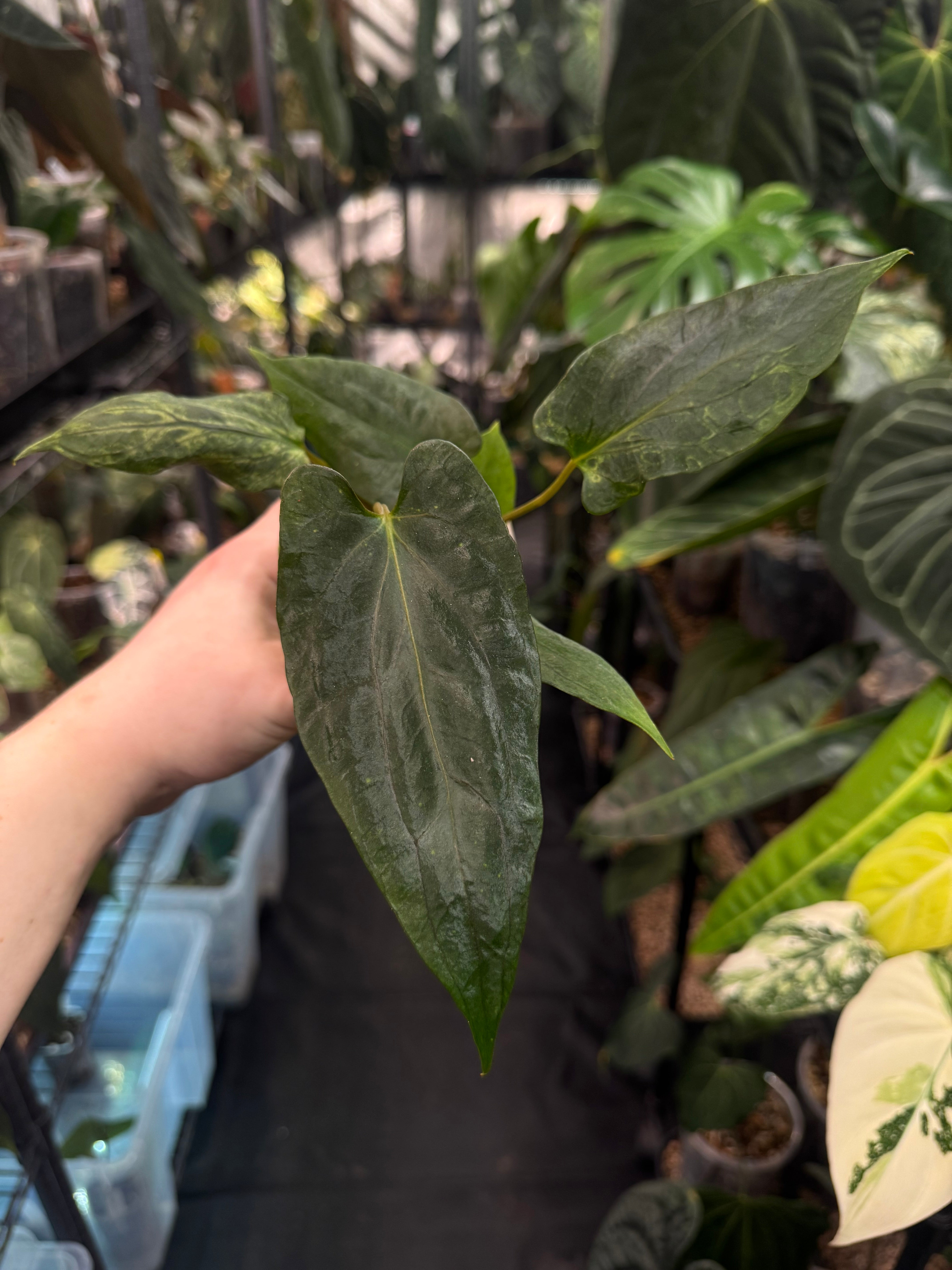 Anthurium (Ralph Lynam x Fort Sherman) x self