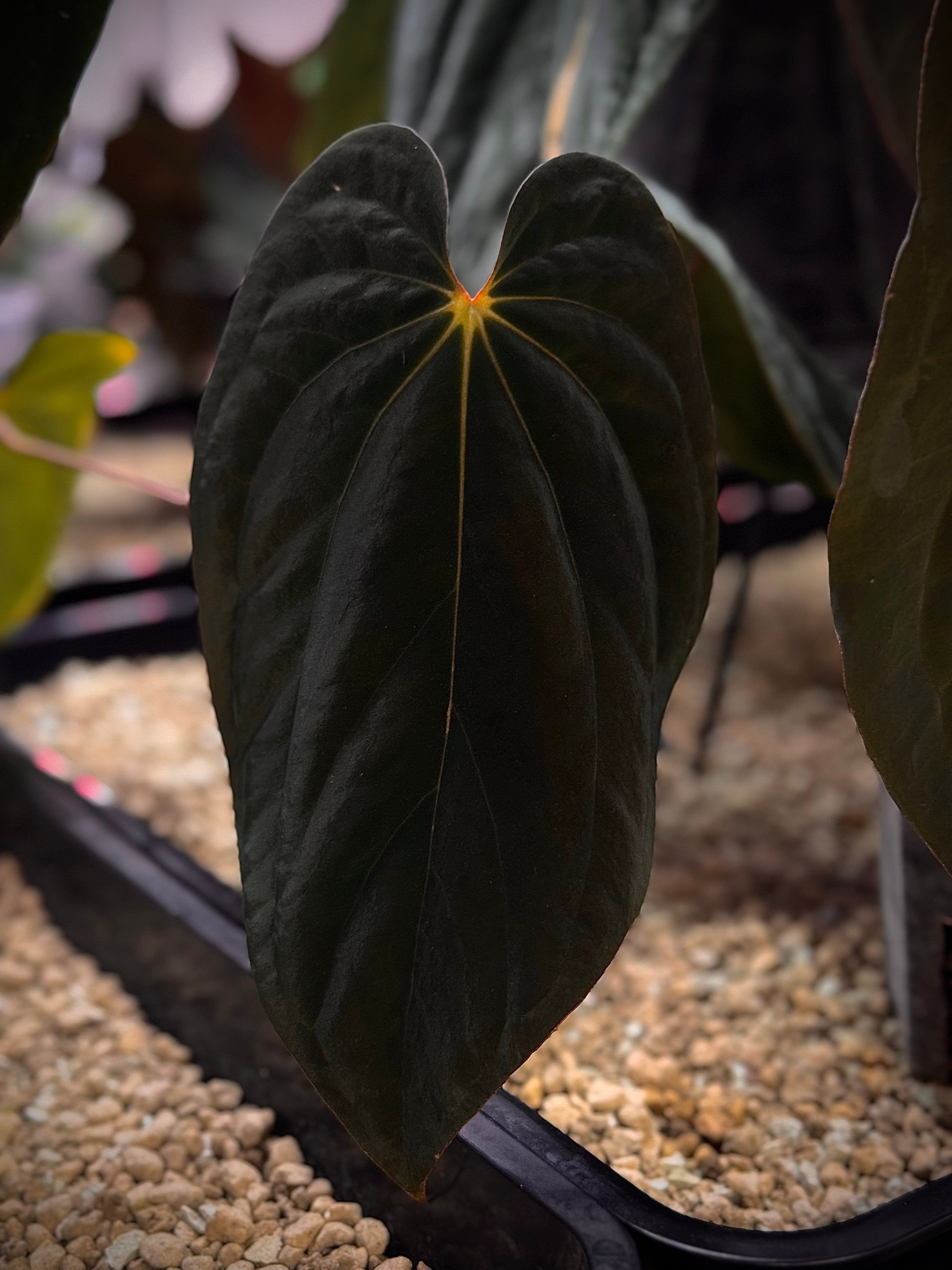 NFS: Anthurium BVEP 'RF1' clone